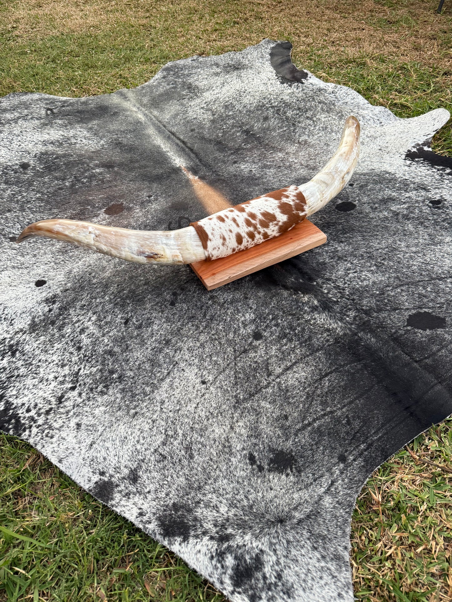 Large Mounted Longhorns - $480 Message us to purchase