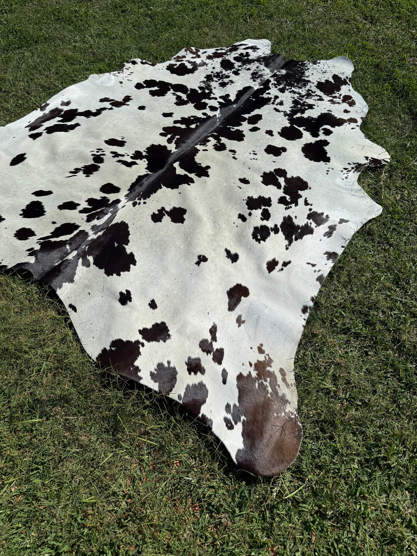 Cowhide Rug 291