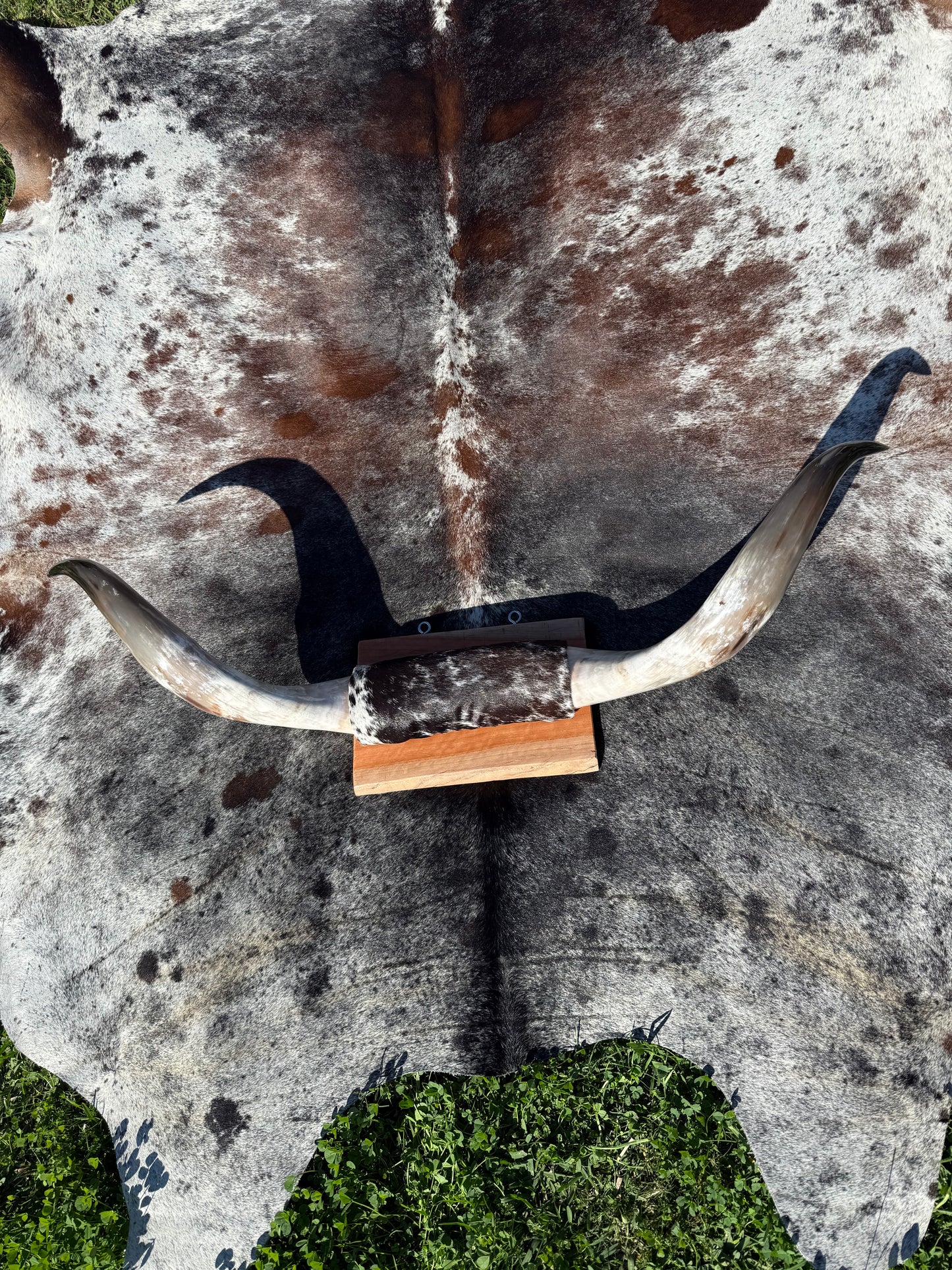 Large Mounted Longhorns - $480 Message us to purchase