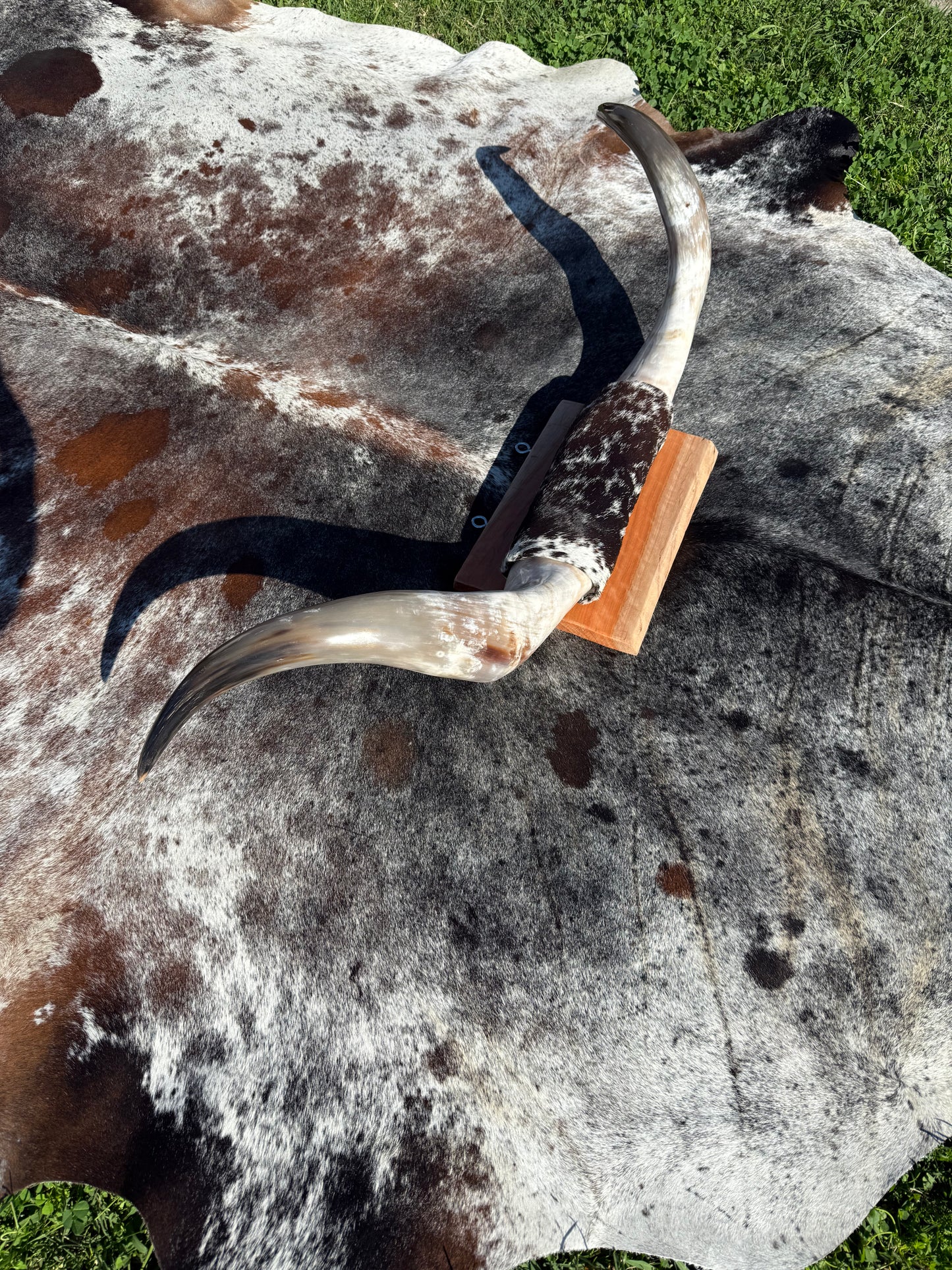 Large Mounted Longhorns - $480 Message us to purchase