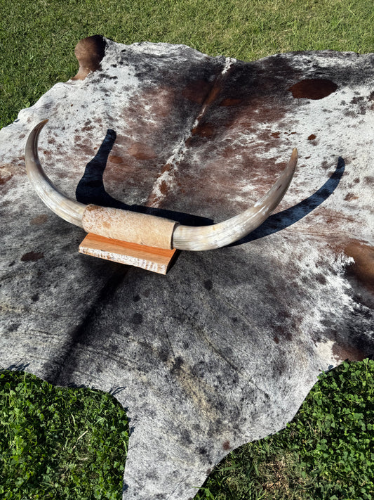 Large Mounted Longhorns - $480 Message us to purchase