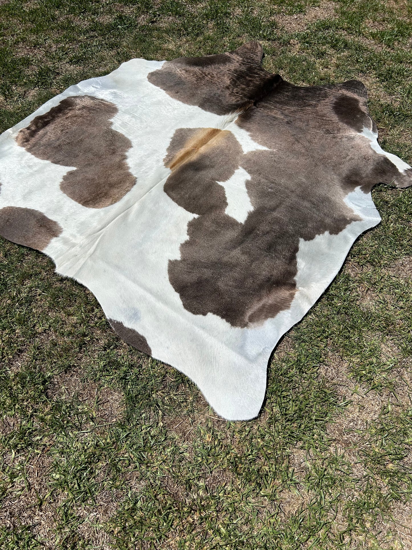 Cowhide Rug 264