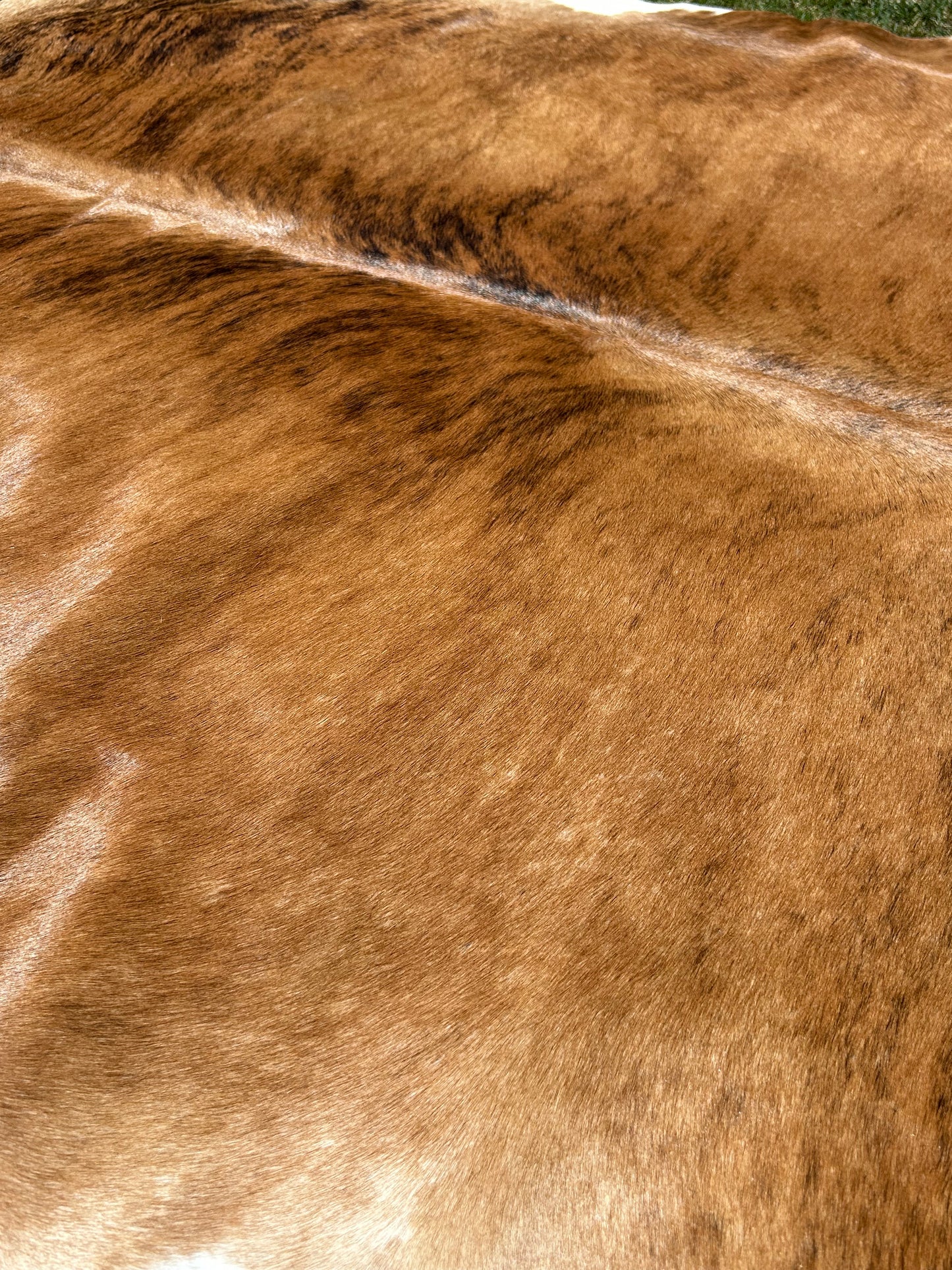 Cowhide Rug 263