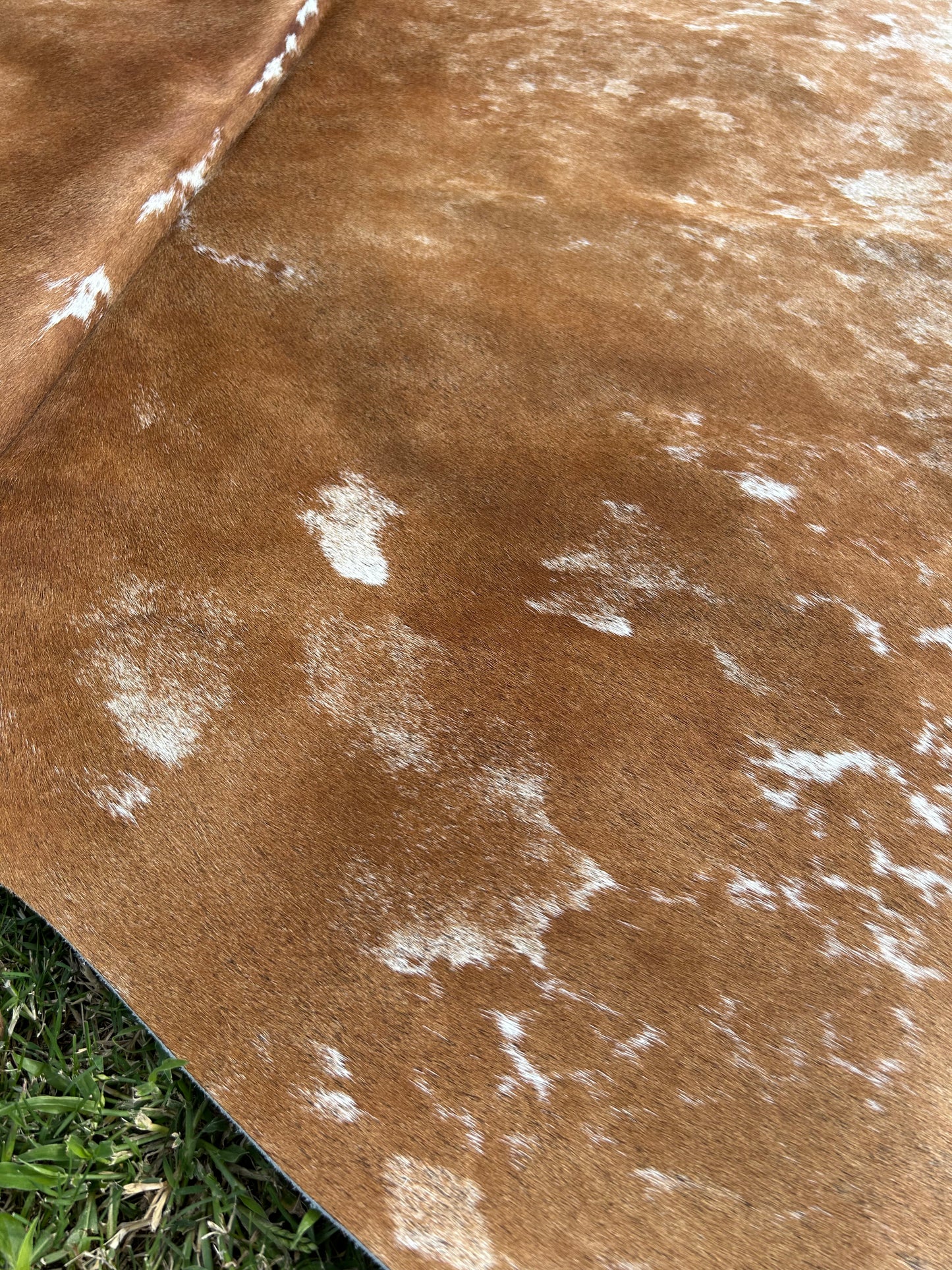 Cowhide Rug 278