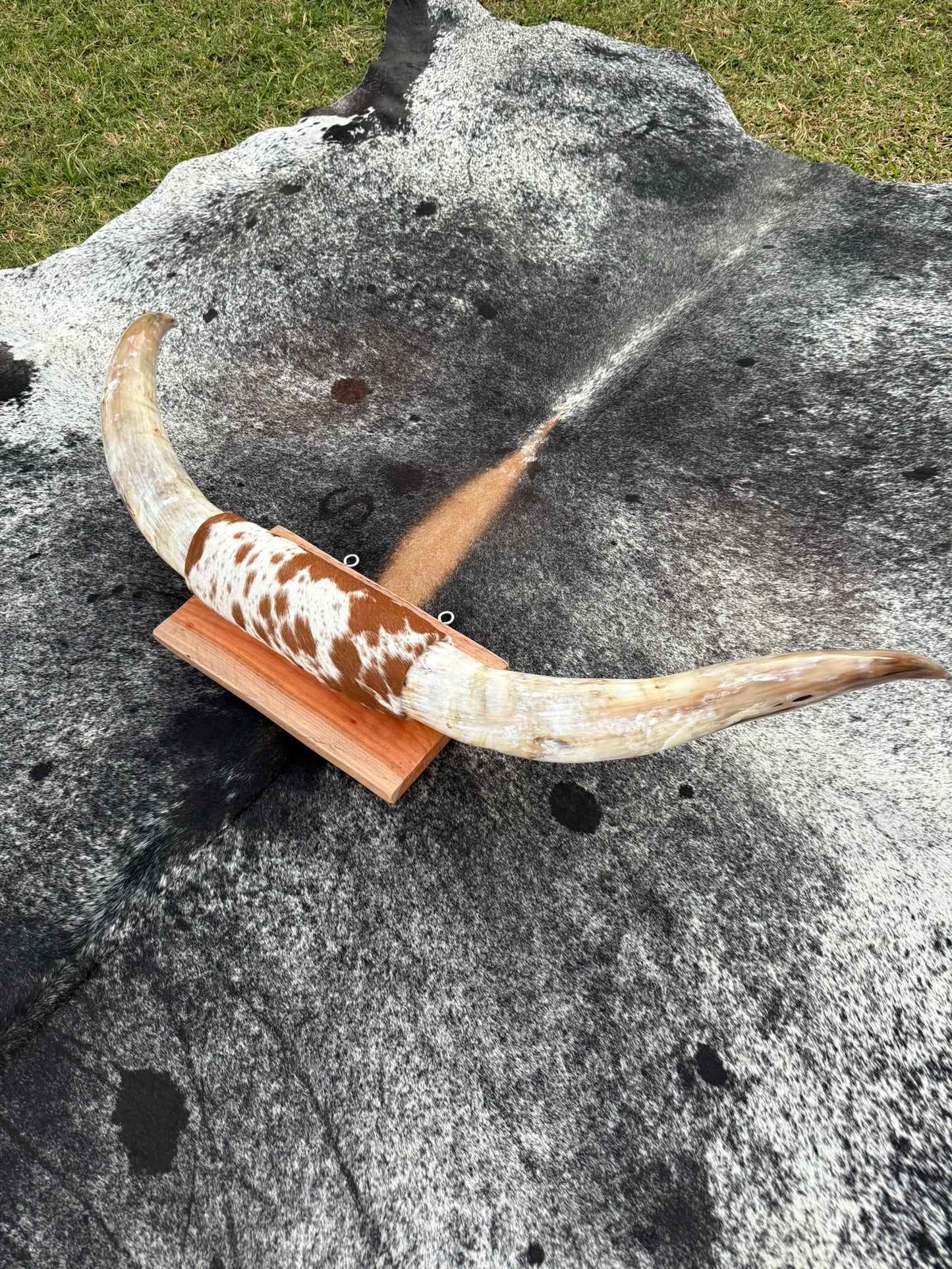 Large Mounted Longhorns - $480 Message us to purchase **$450 SALE PRICE**
