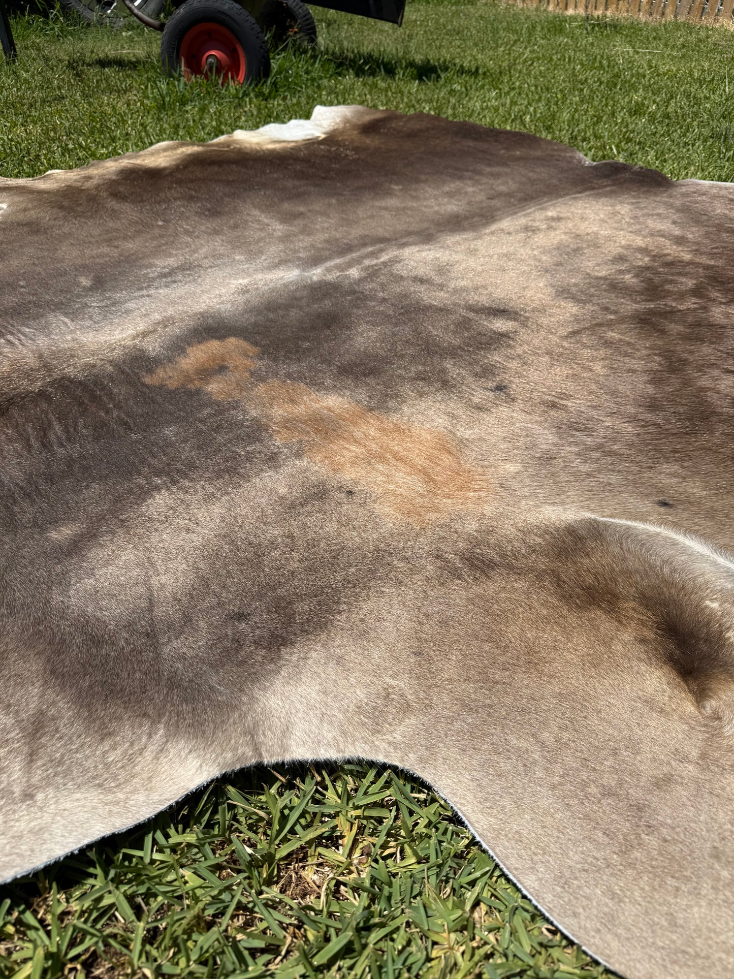 Cowhide Rug 366