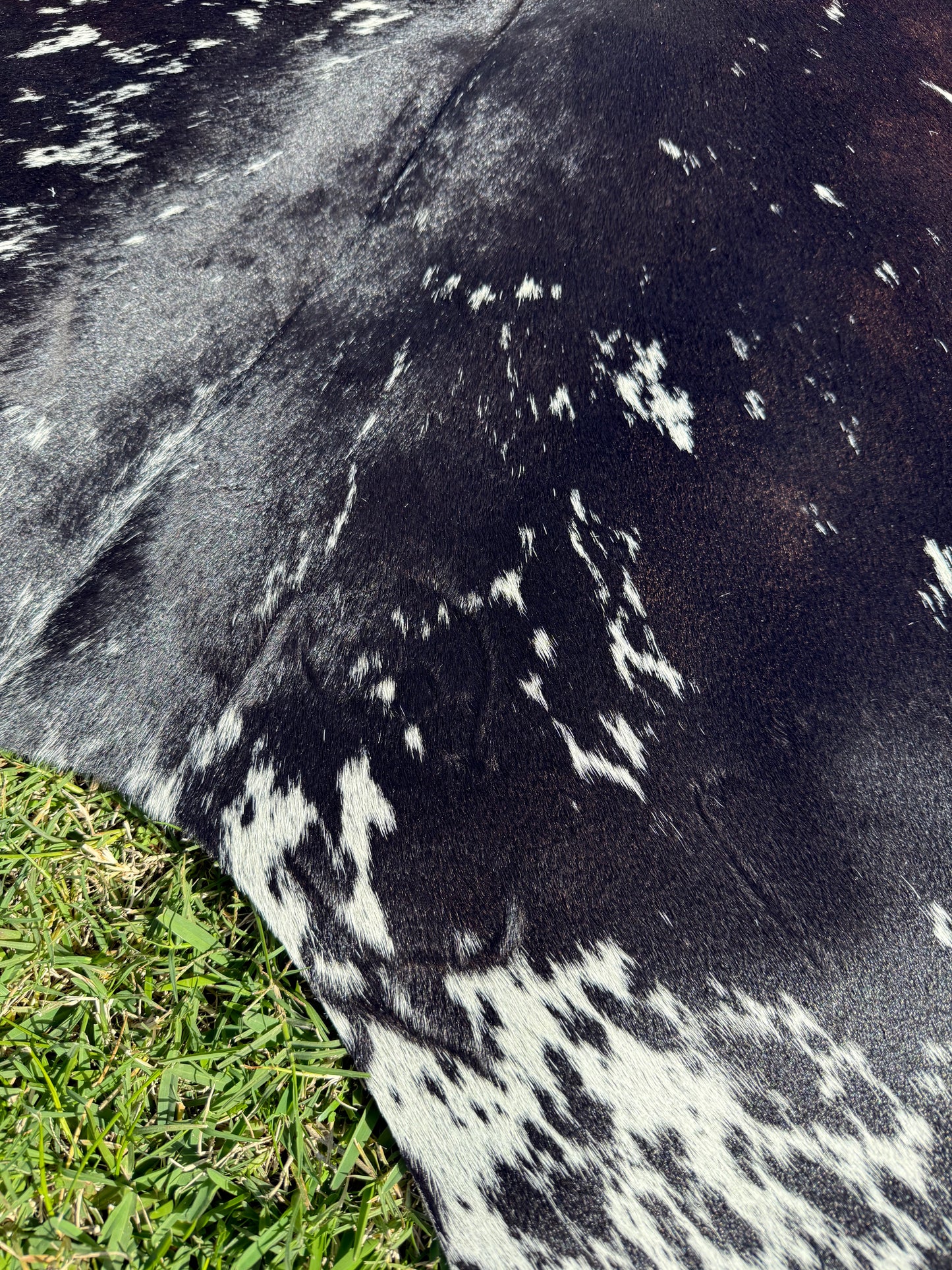 Cowhide Rug 302