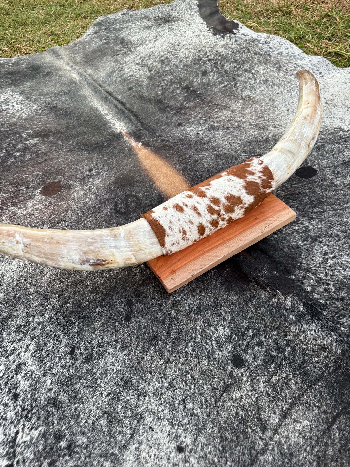Large Mounted Longhorns - $480 Message us to purchase **$450 SALE PRICE**