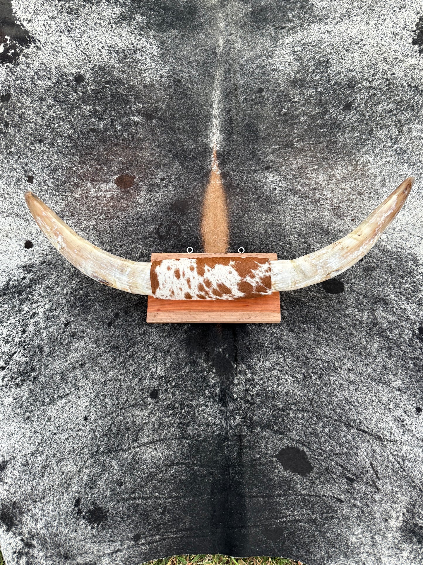 Large Mounted Longhorns - $480 Message us to purchase **$450 SALE PRICE**