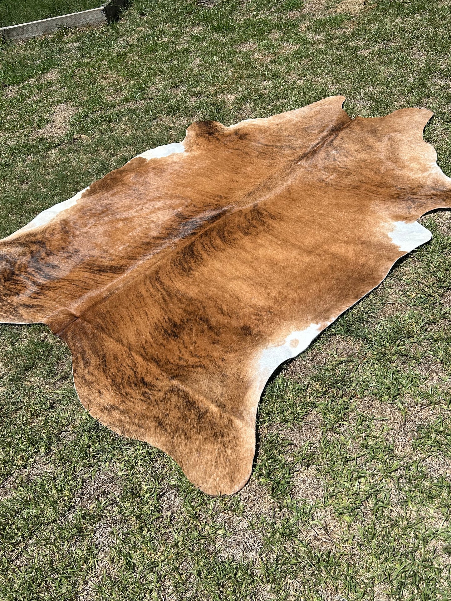 Cowhide Rug 263