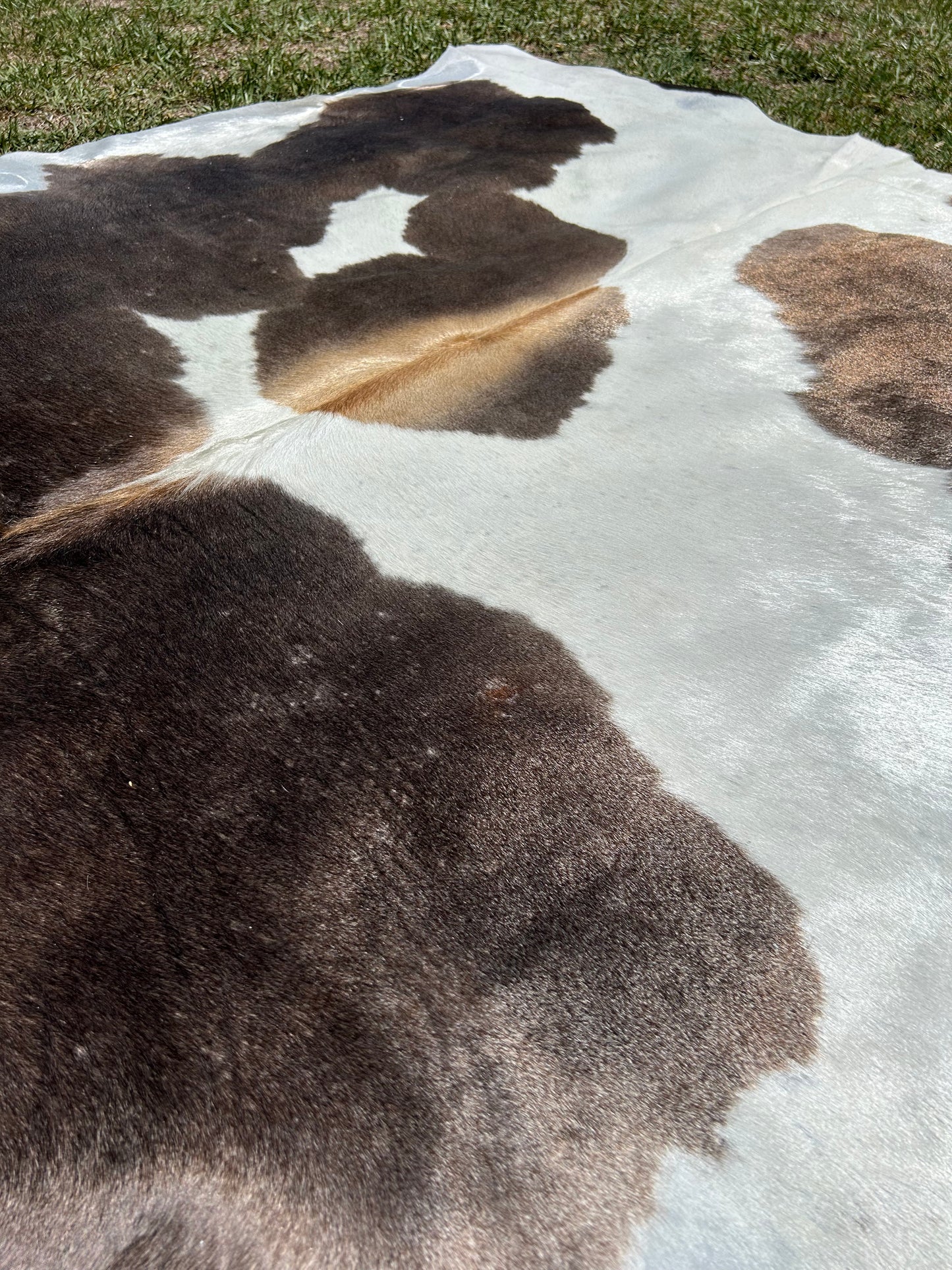 Cowhide Rug 264