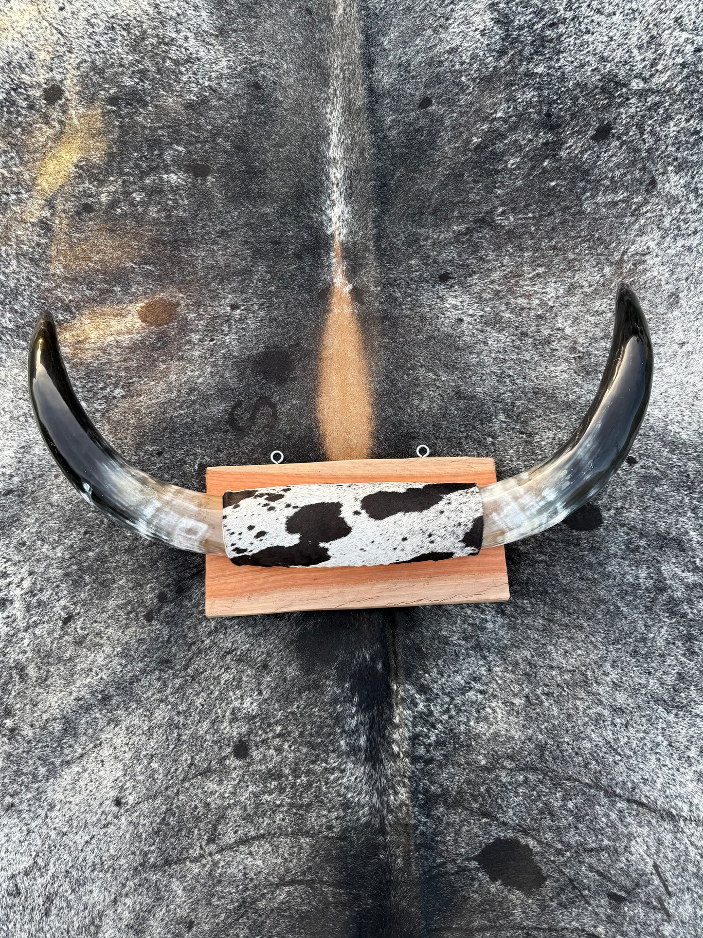Large Mounted Longhorns