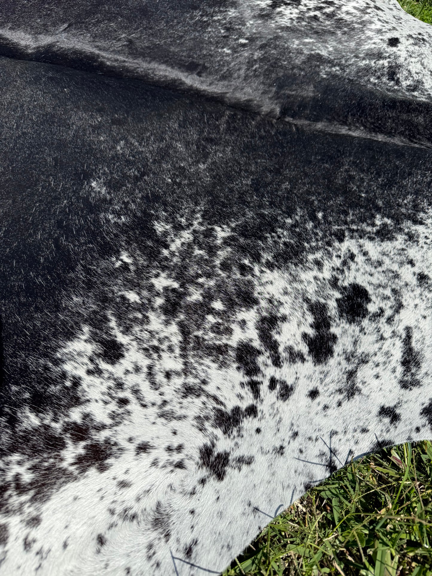 Cowhide Rug 293