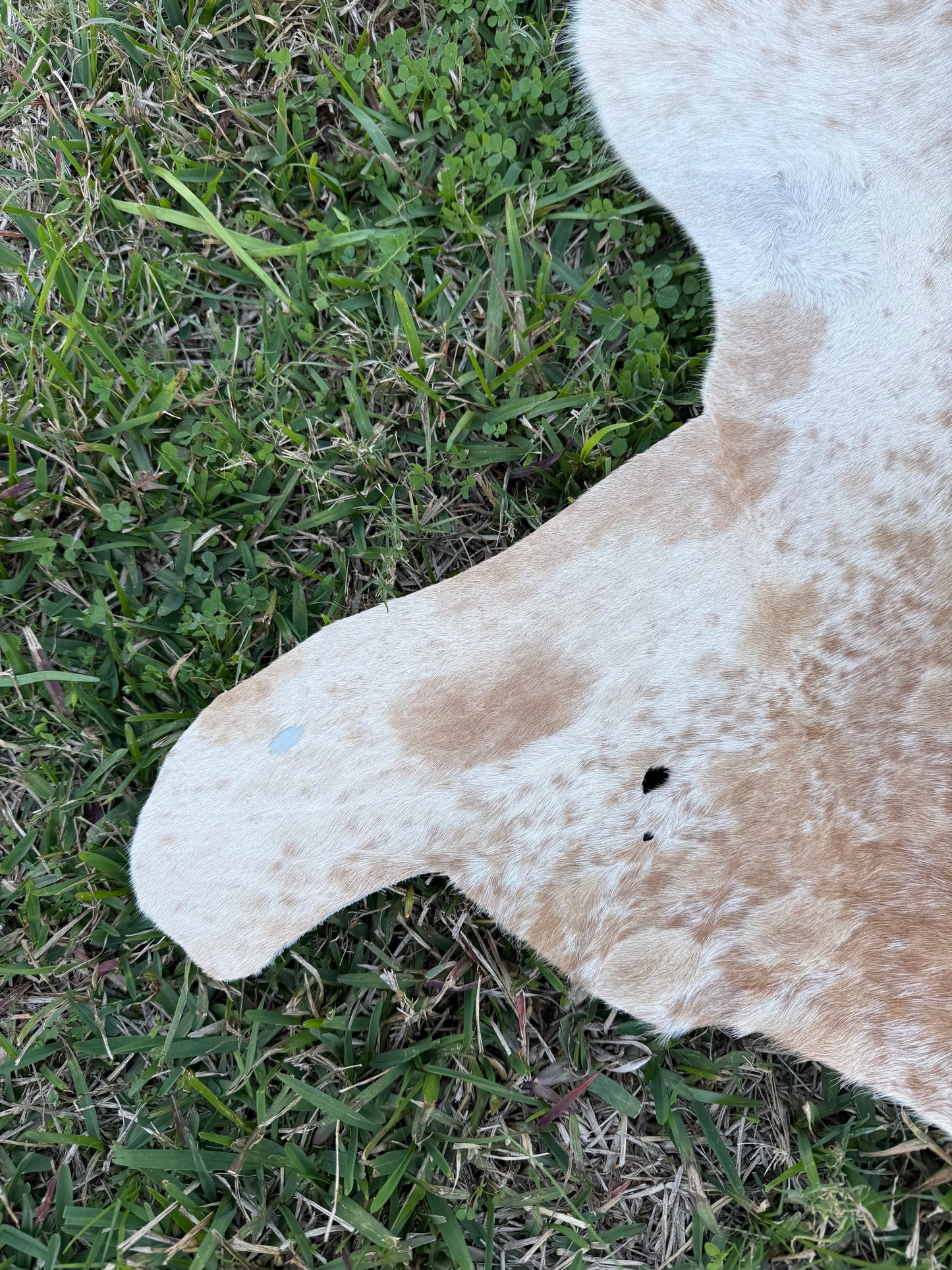 Craft hide side - 145
