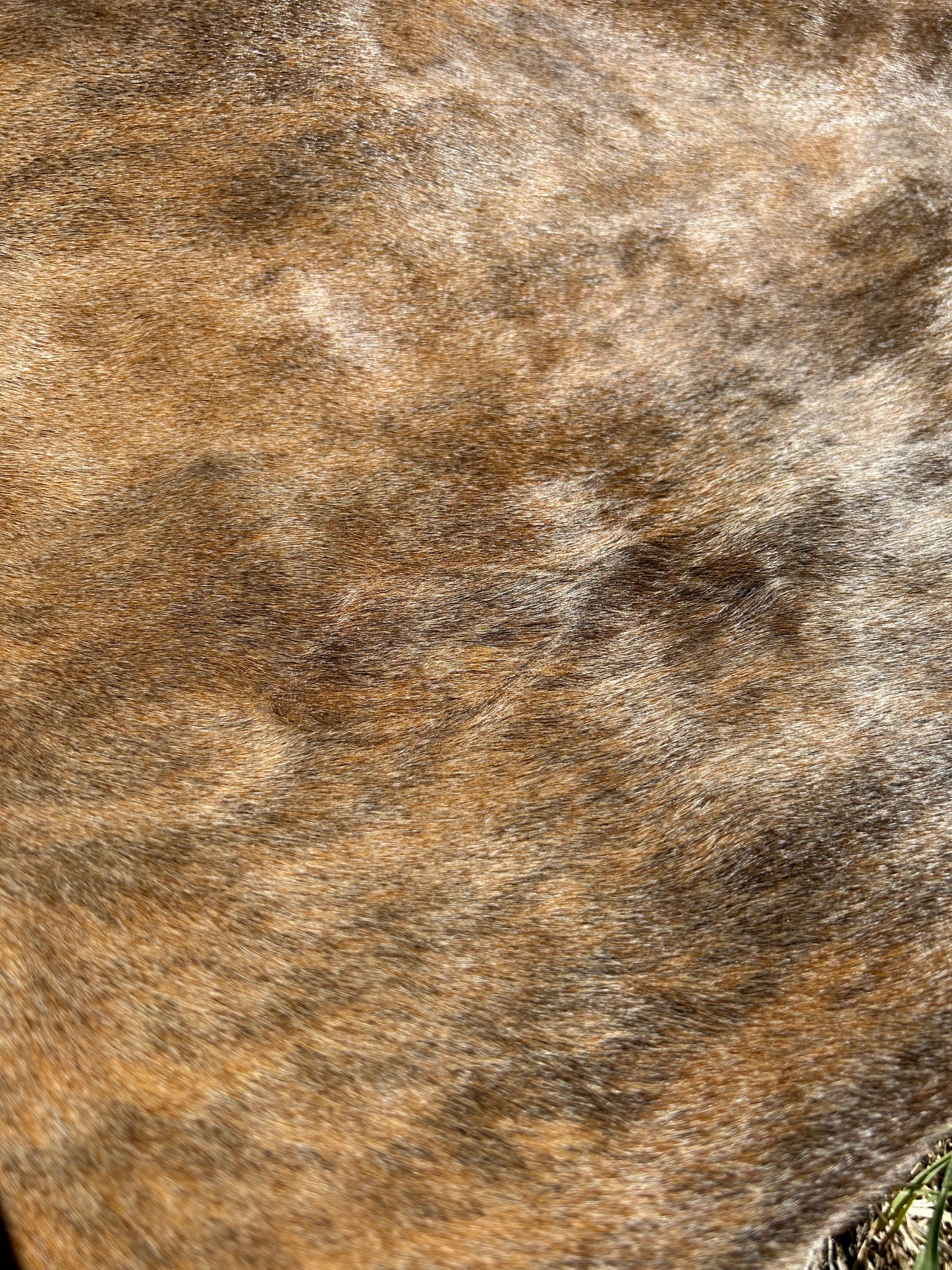 Cowhide Rug 267