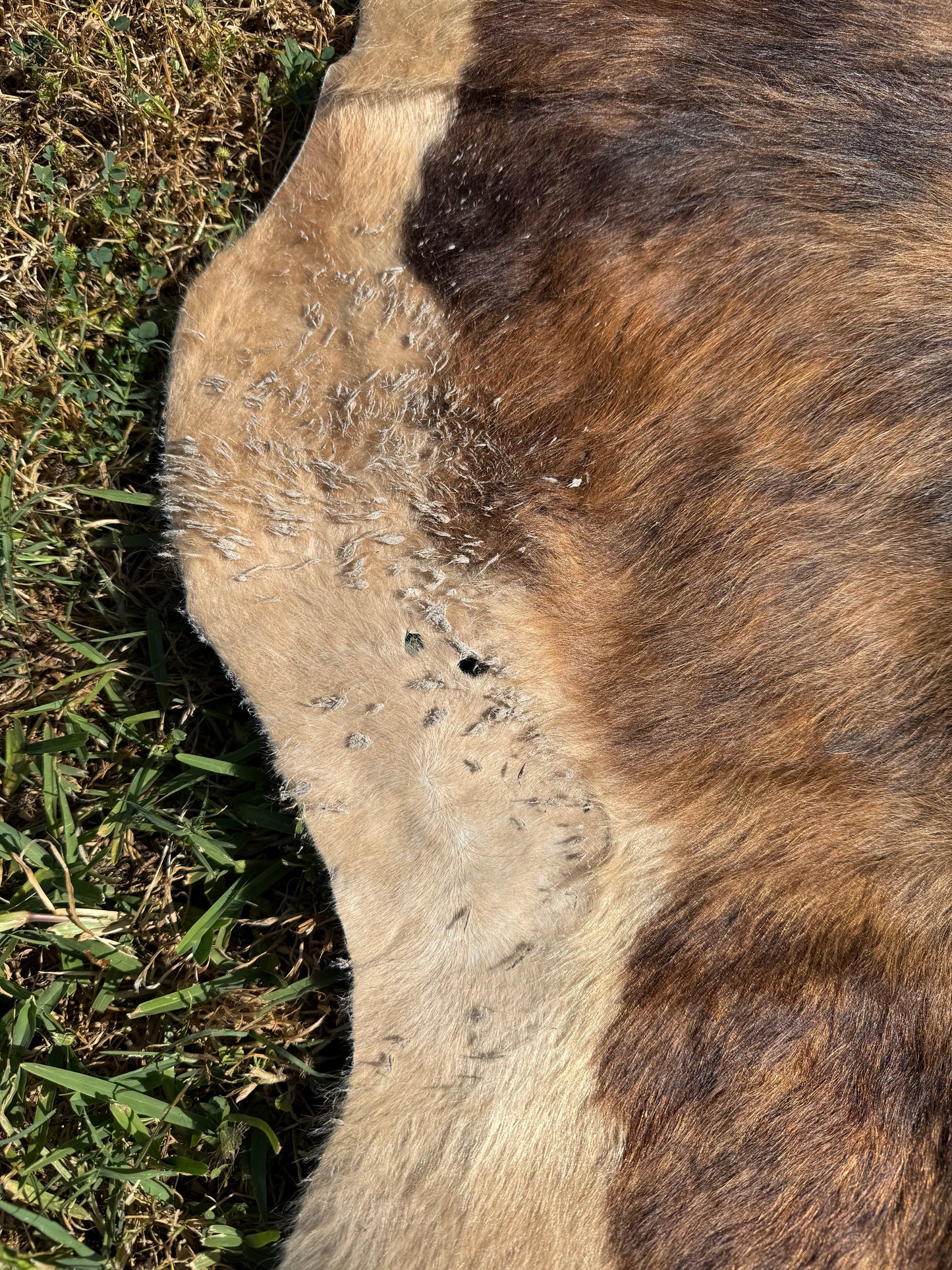 Craft hide side - 40