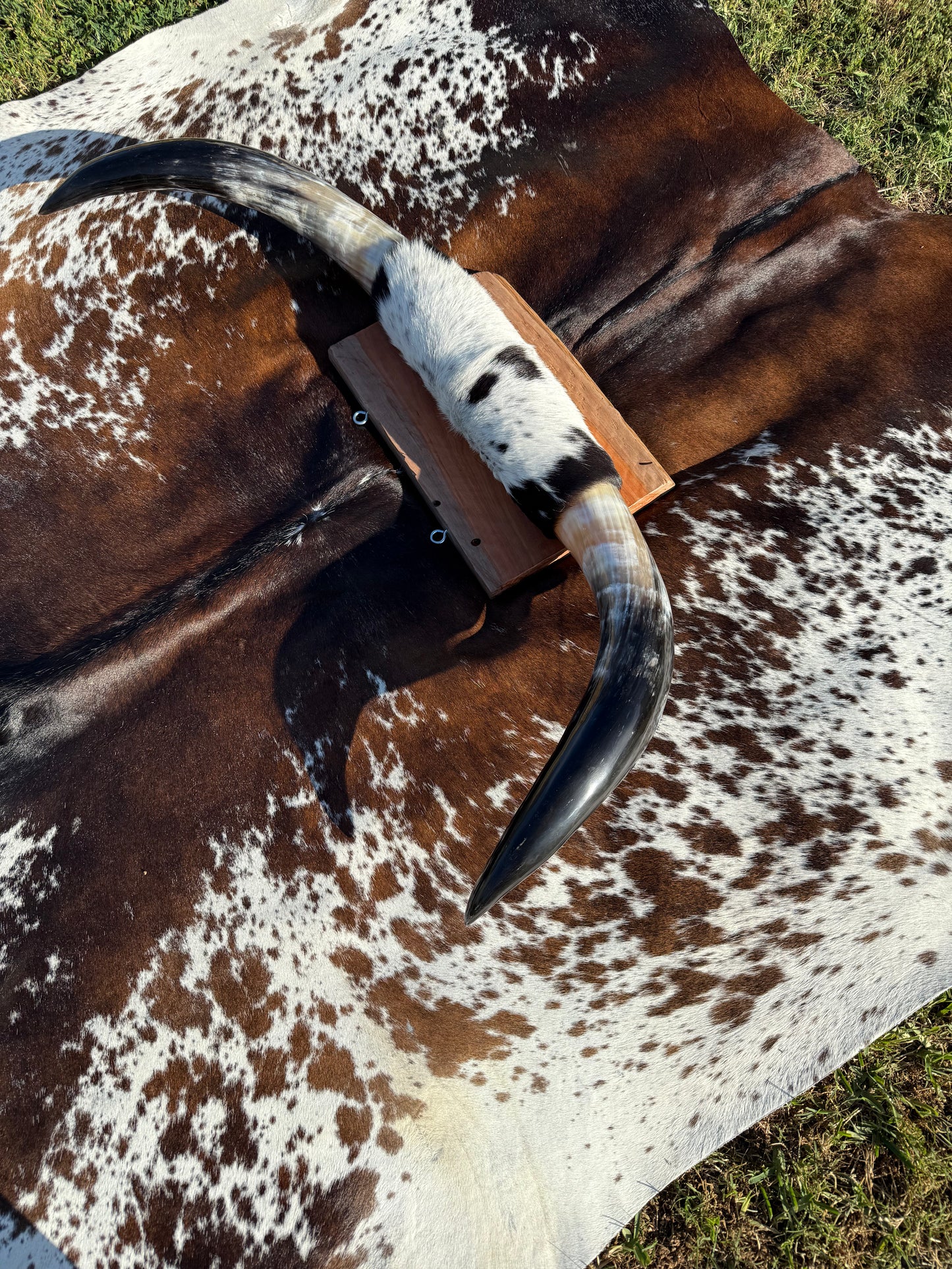 Large Mounted Longhorns