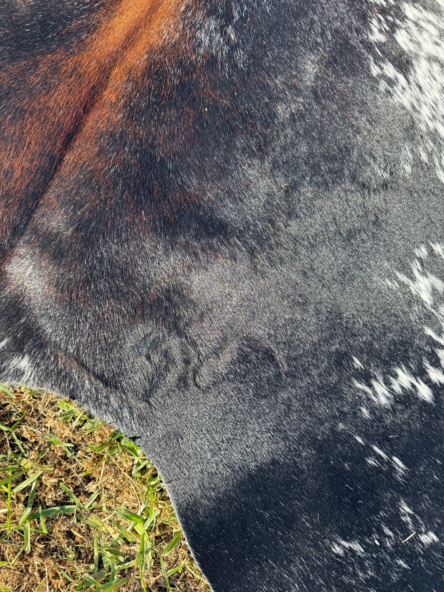 Cowhide Rug 341