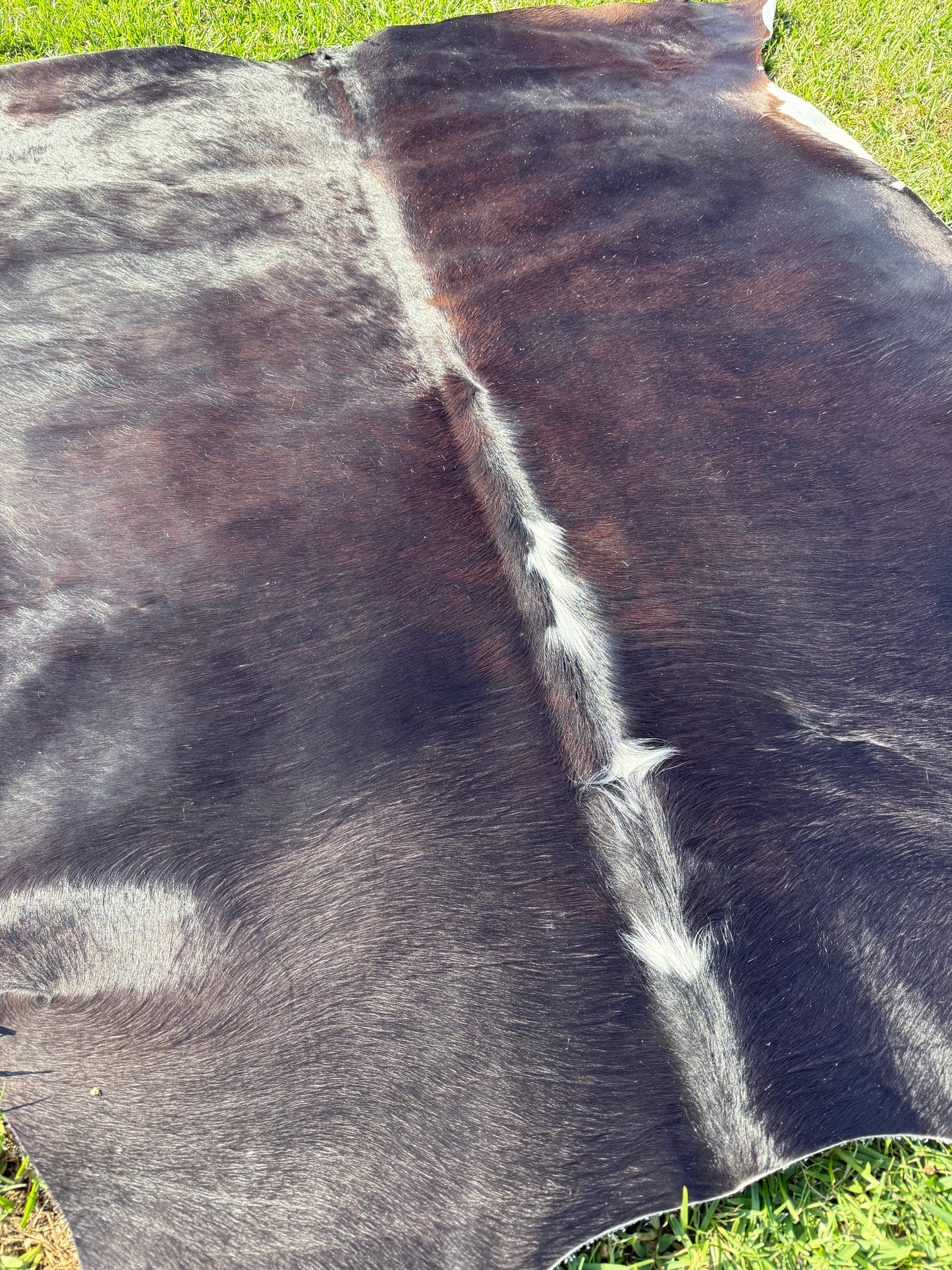 Cowhide Rug 365