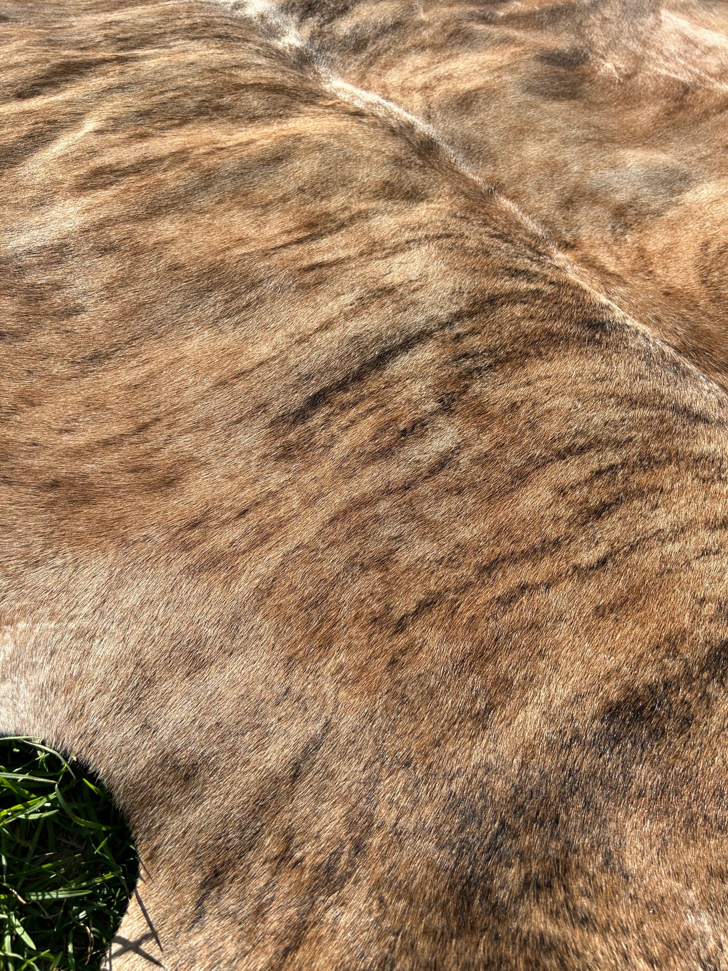 Cowhide Rug 202