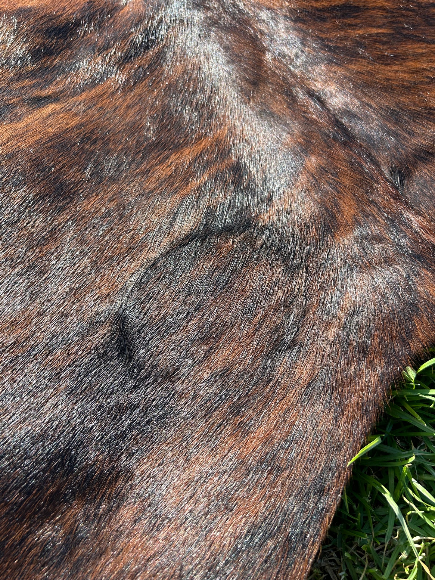 Cowhide Rug 204