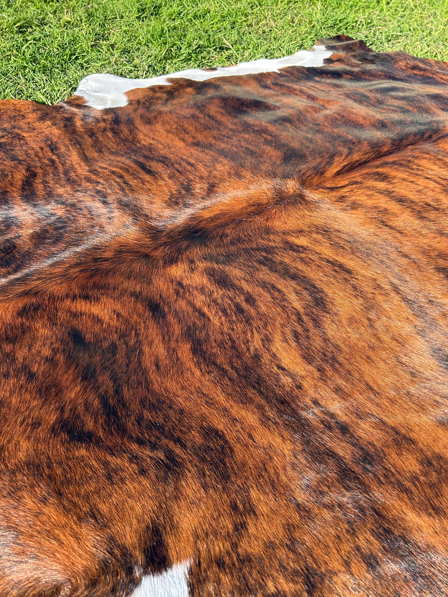 Cowhide Rug 204