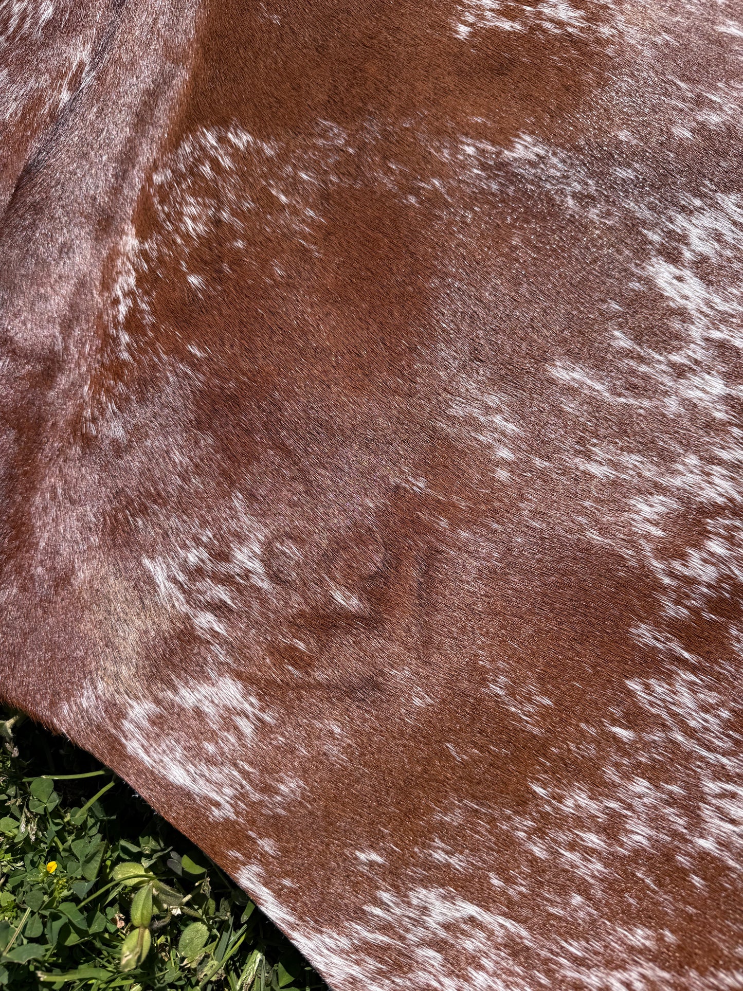 Cowhide Rug 334