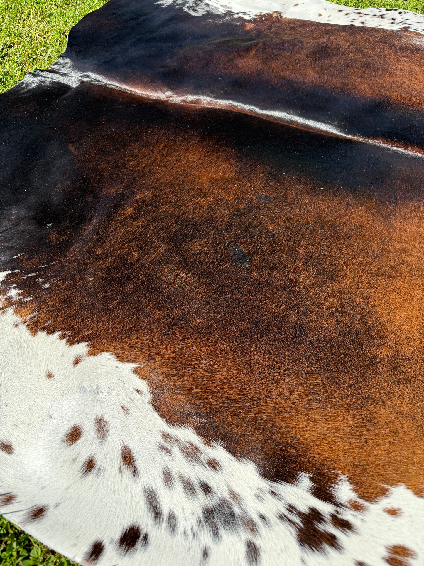 Cowhide Rug 337