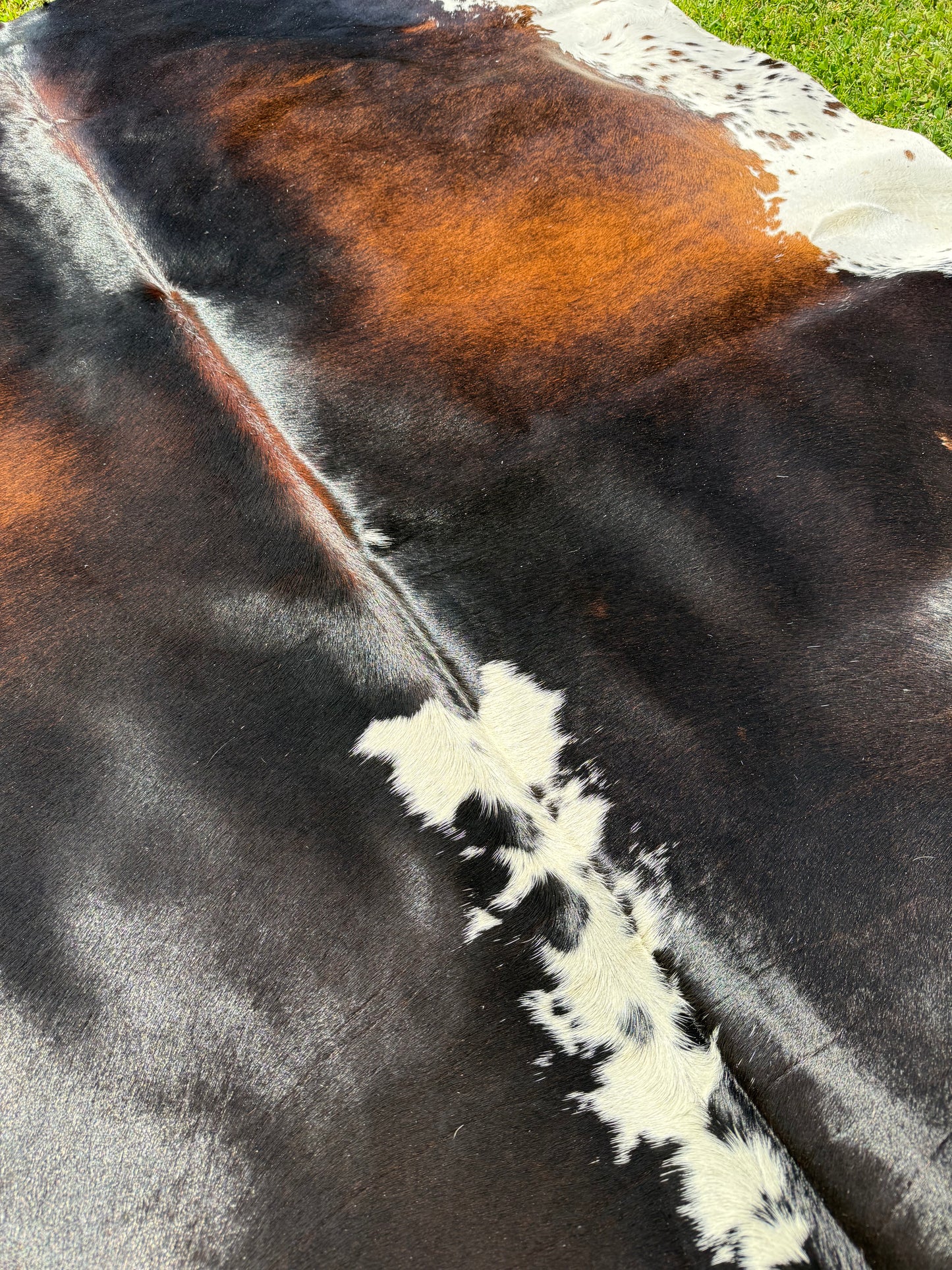 Cowhide Rug 337
