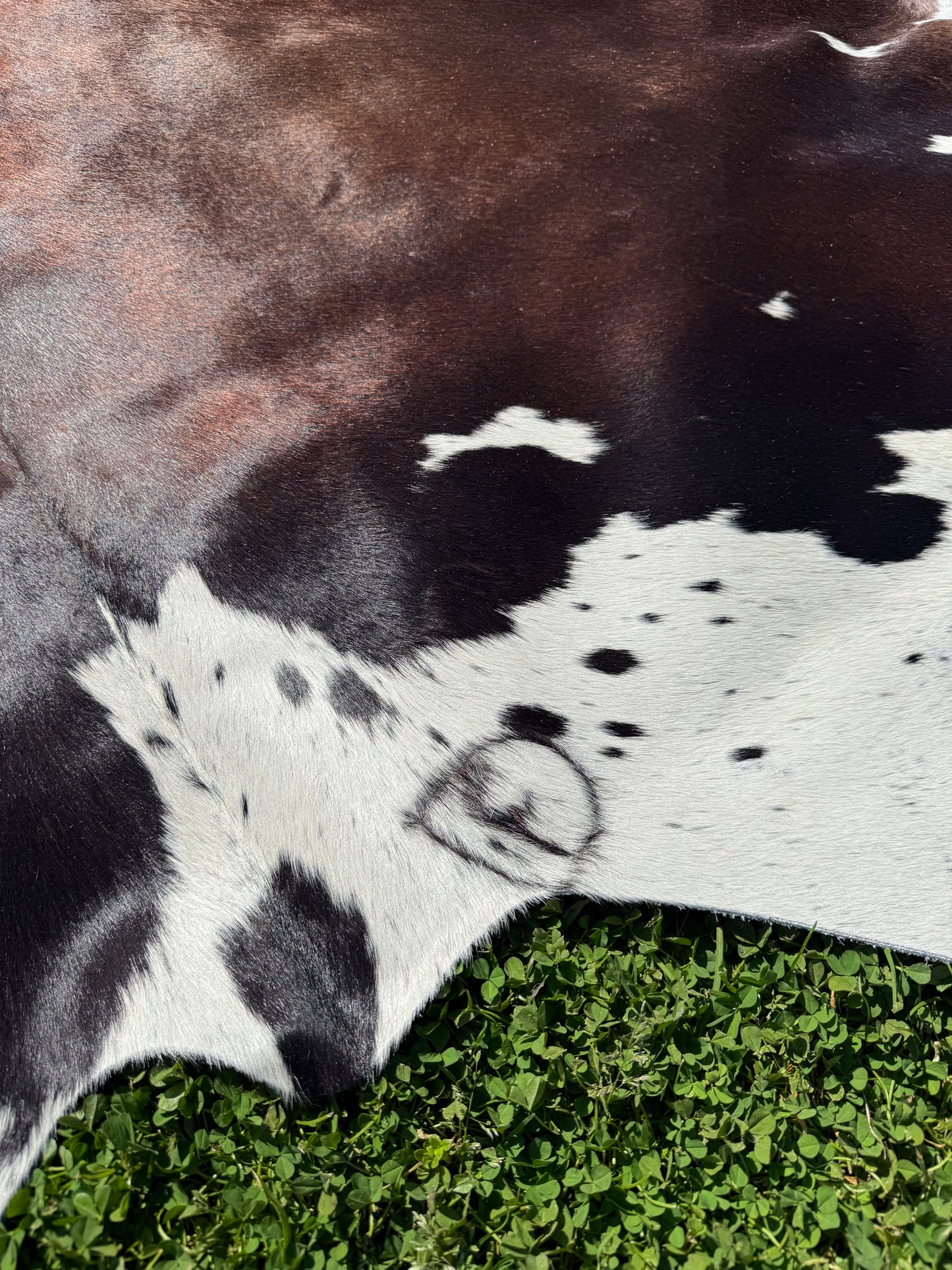 Cowhide Rug 339