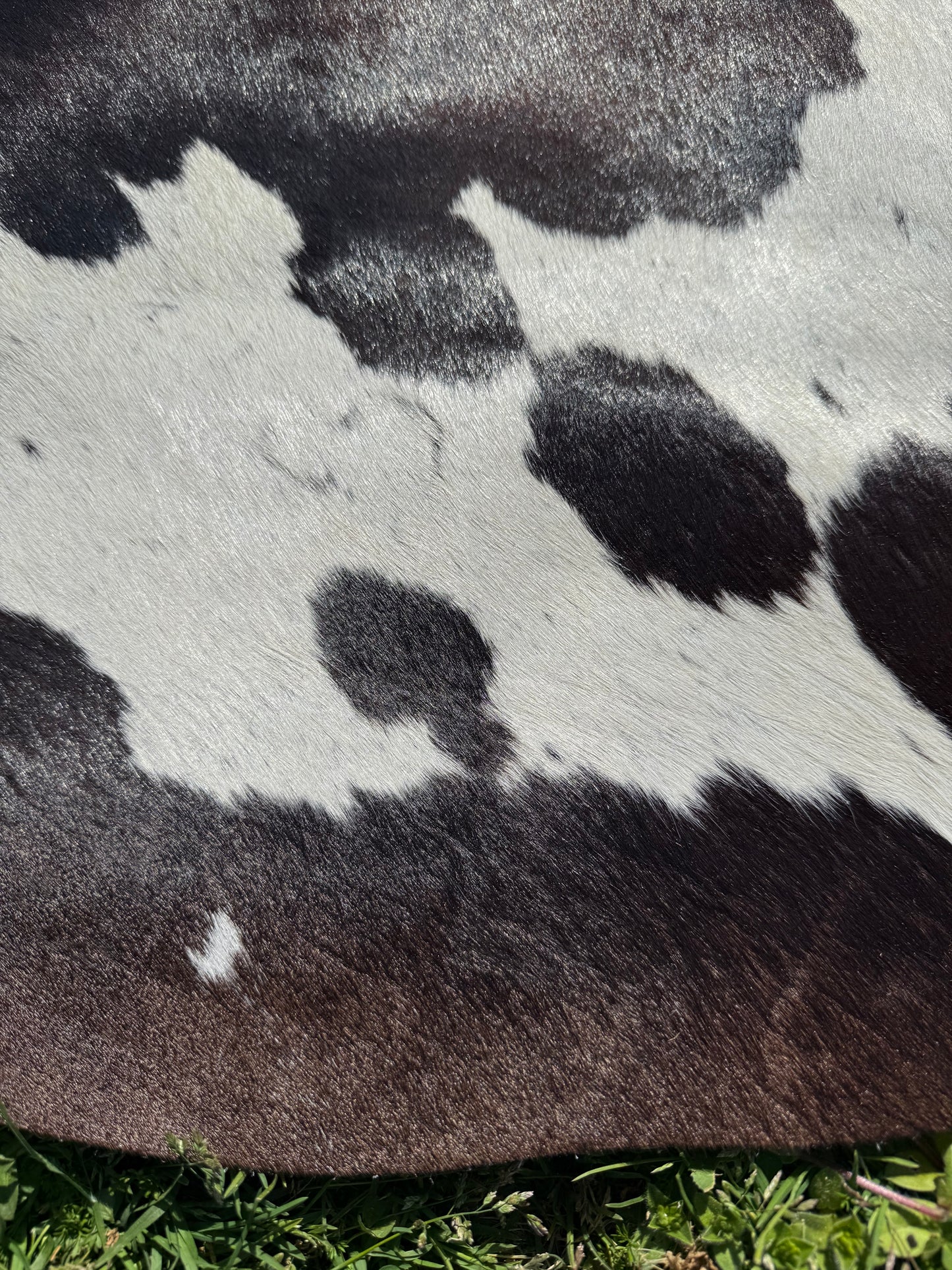 Cowhide Rug 339