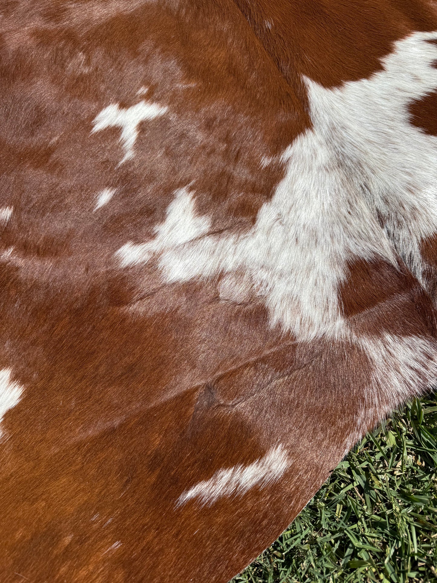 Cowhide Rug 378
