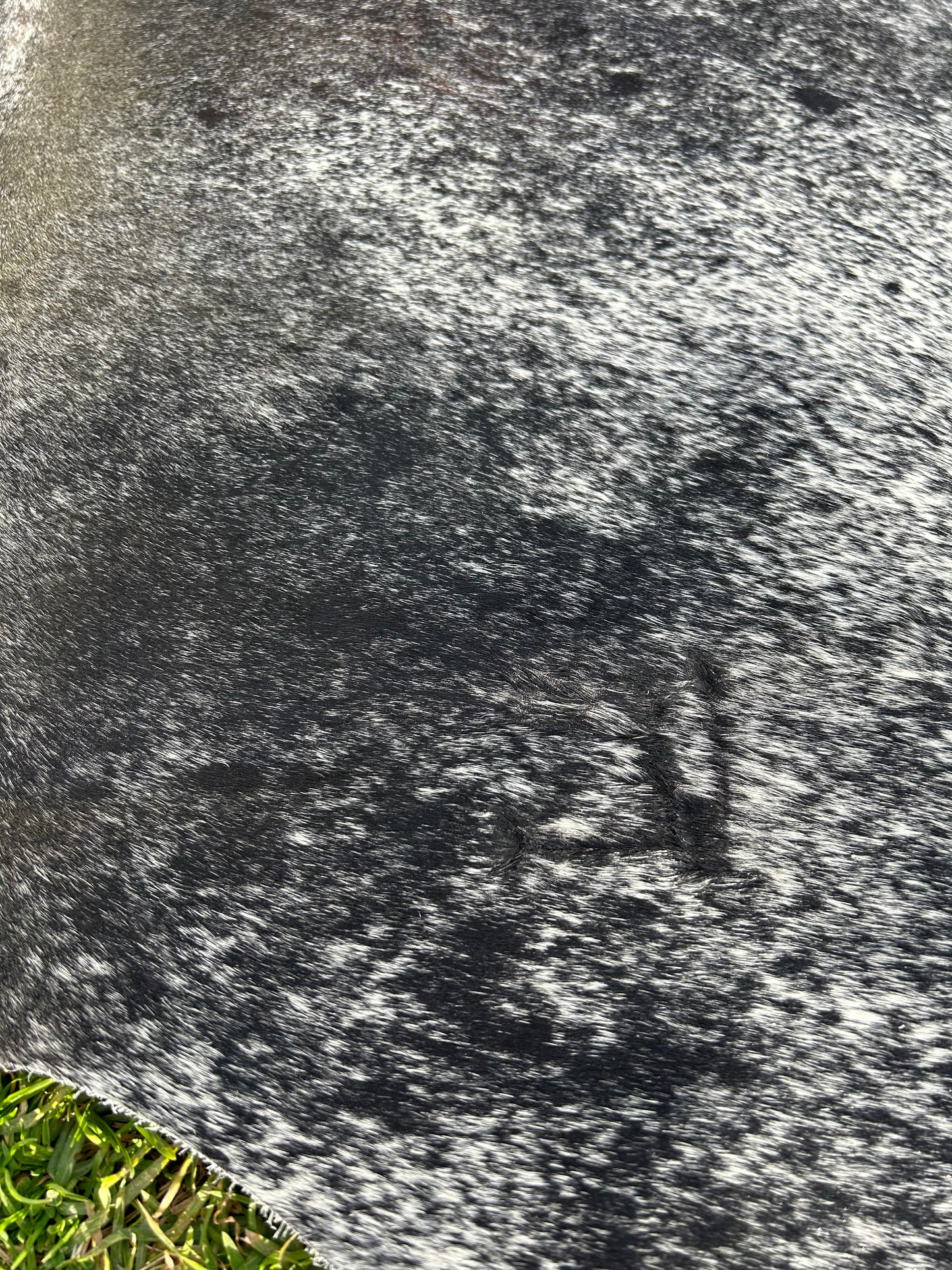 Cowhide Rug 222