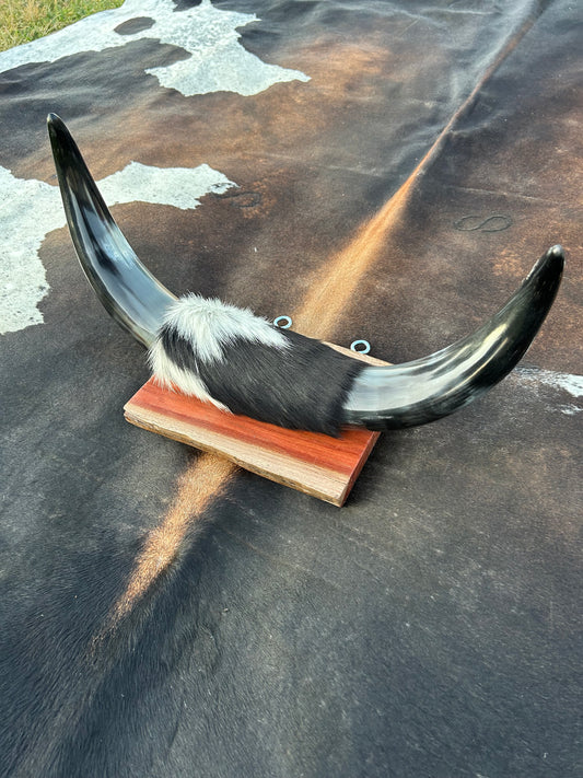 Small Mounted Longhorns