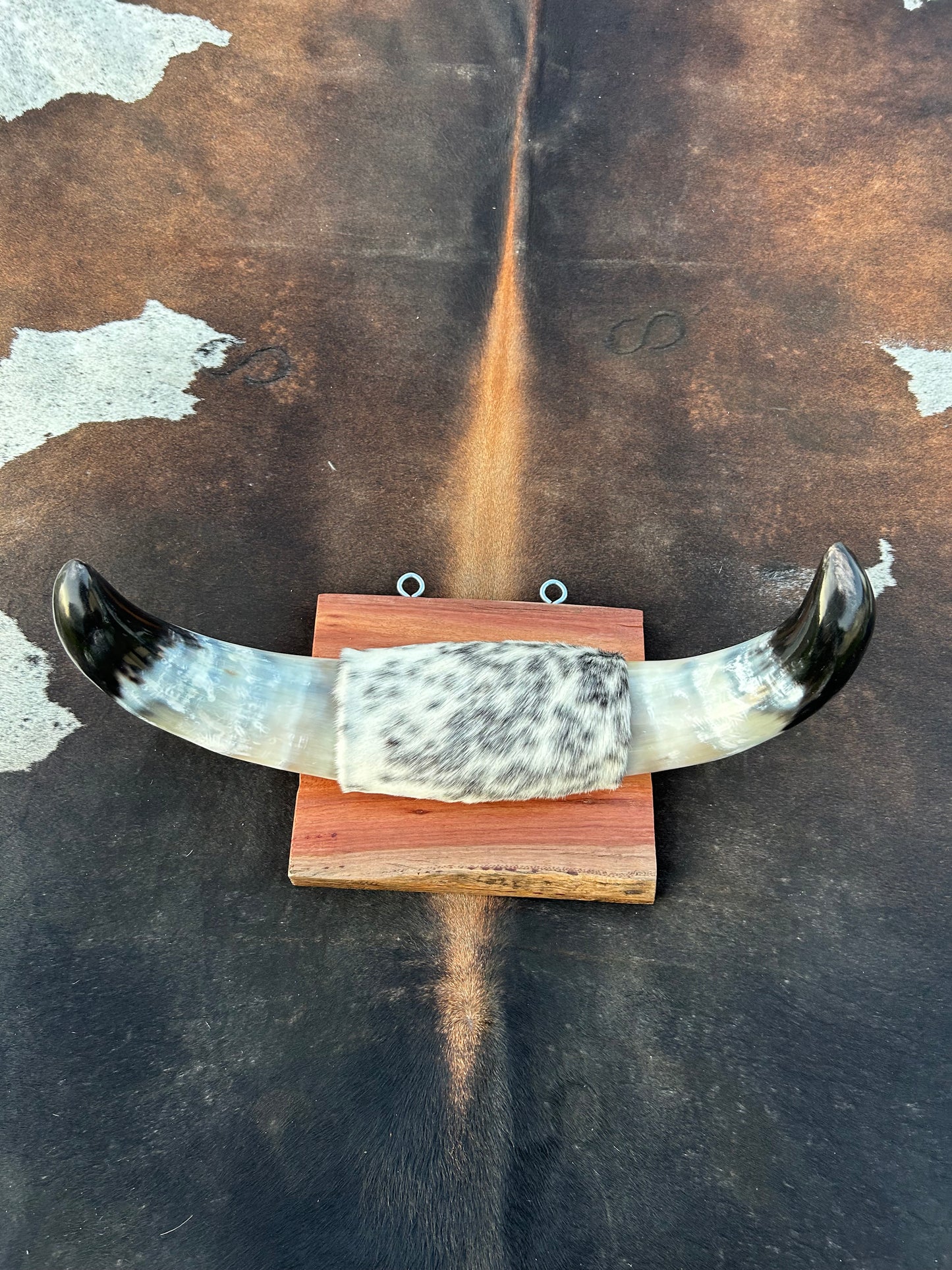 Small Mounted Longhorns