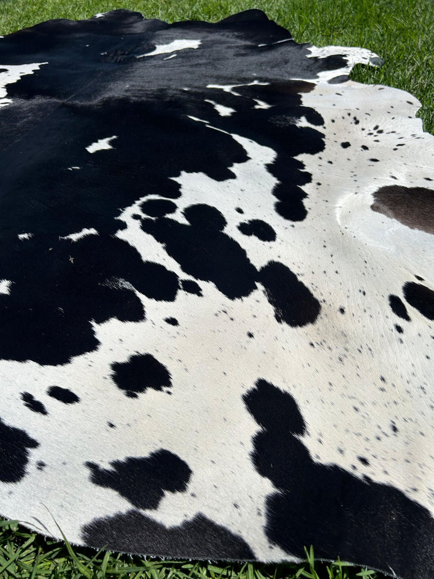 Cowhide Rug 243