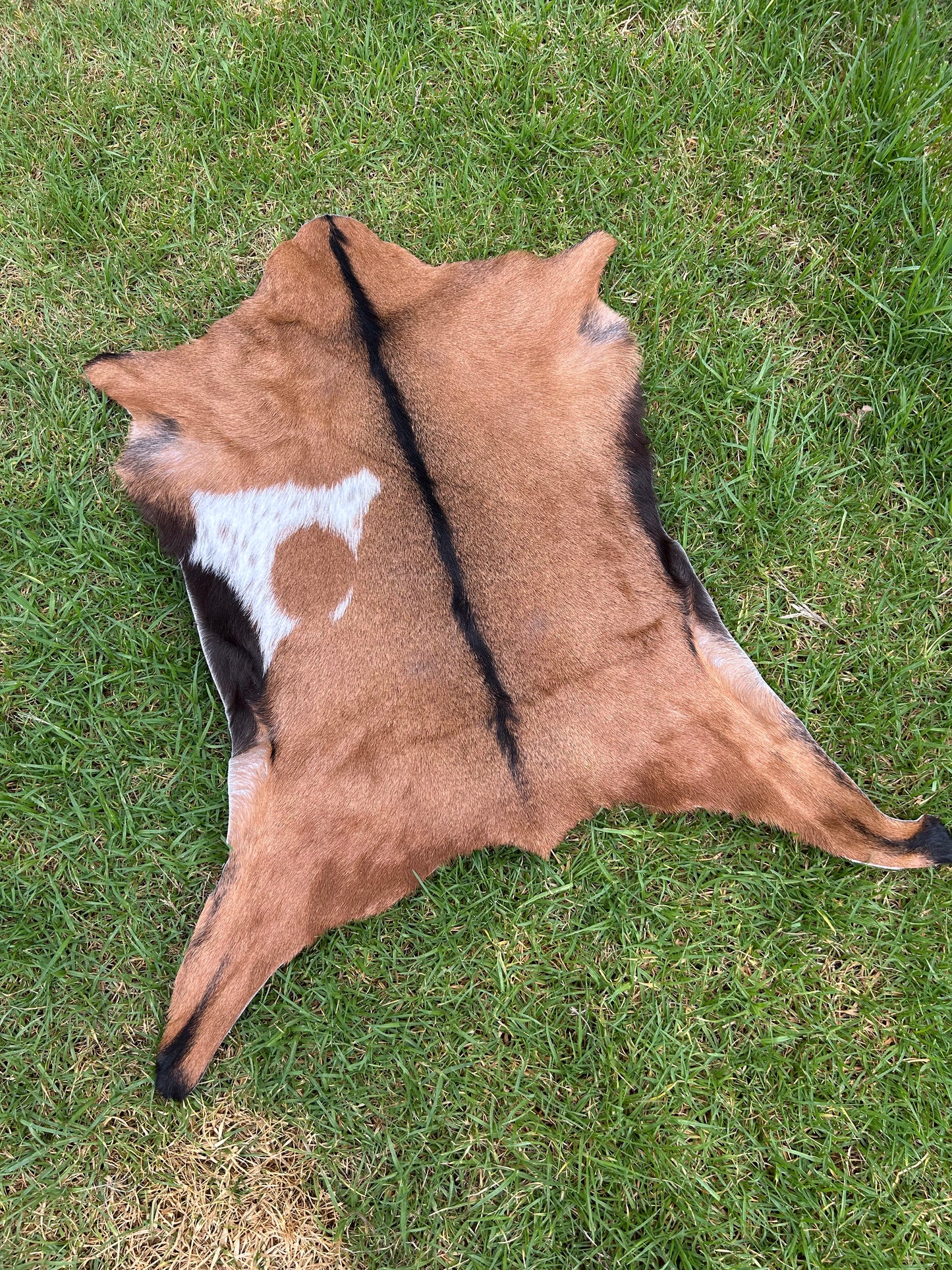 Goat - 18