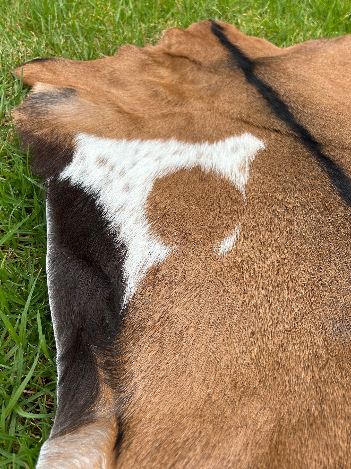 Goat - 18