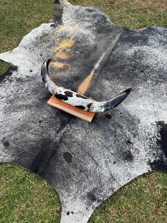 Large Mounted Longhorns