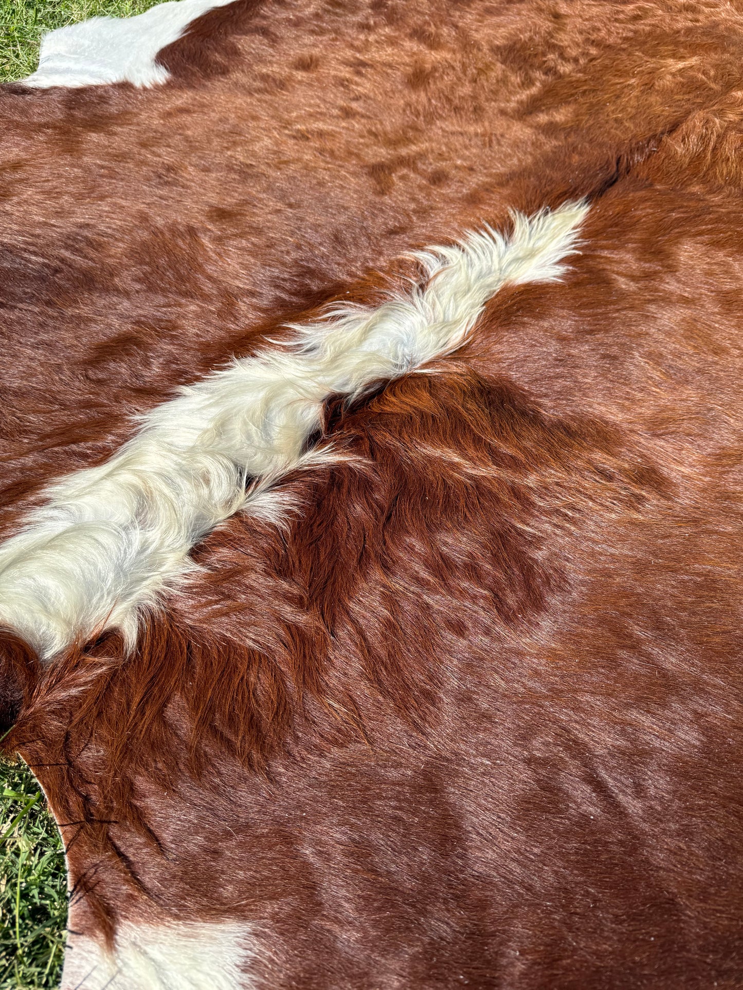 Cowhide Rug 298