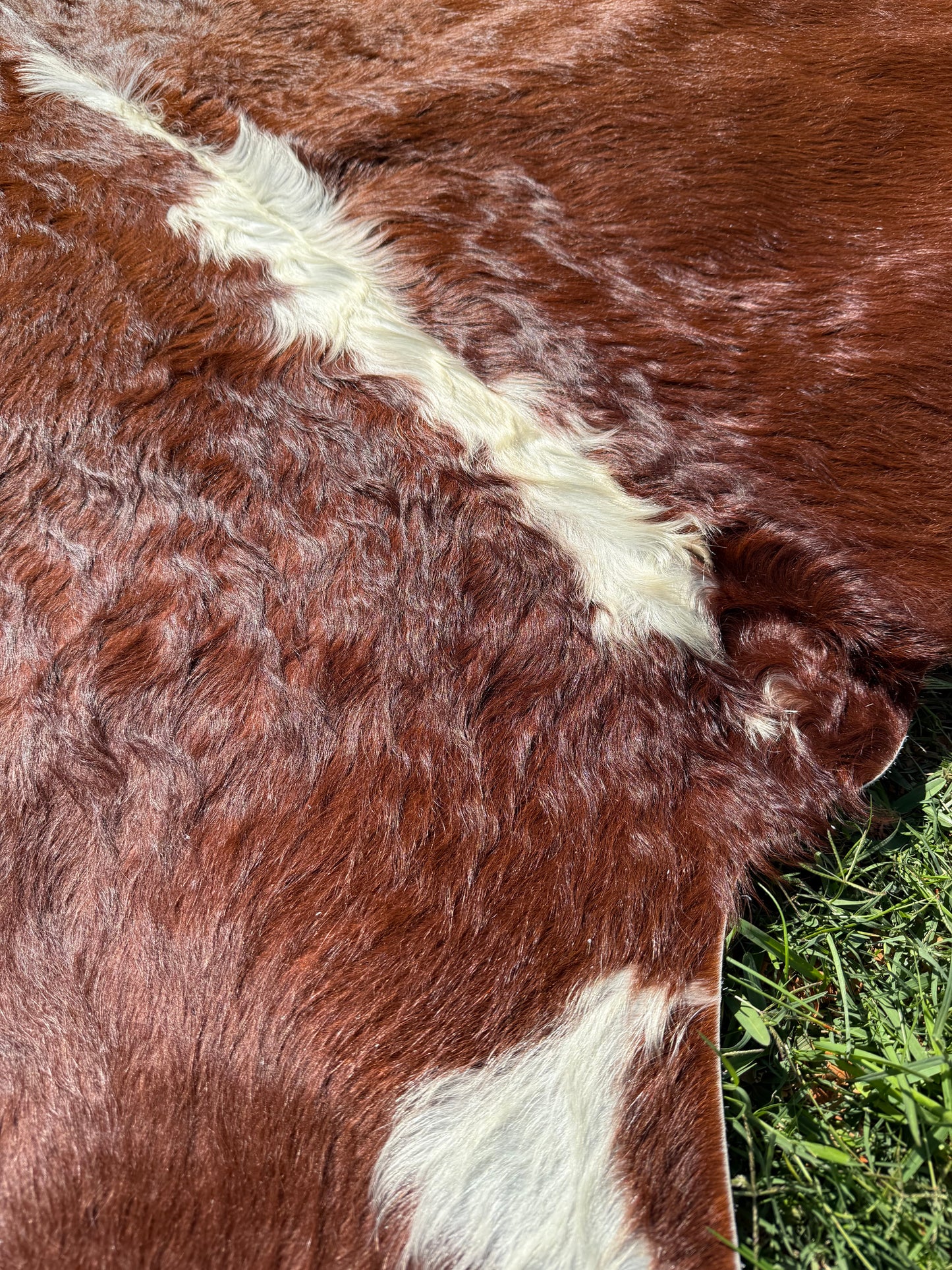 Cowhide Rug 299