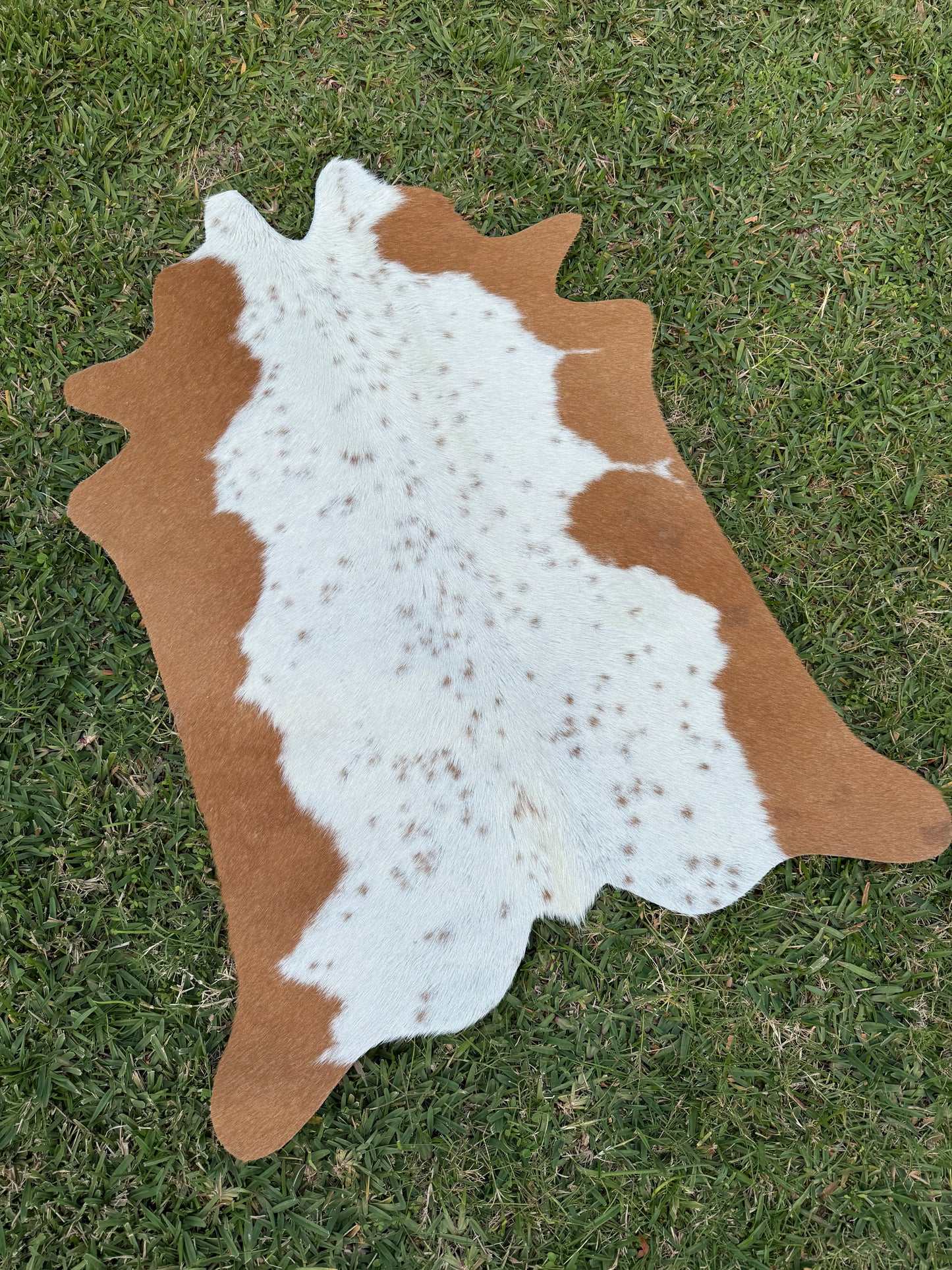 Mini Cowhide 1