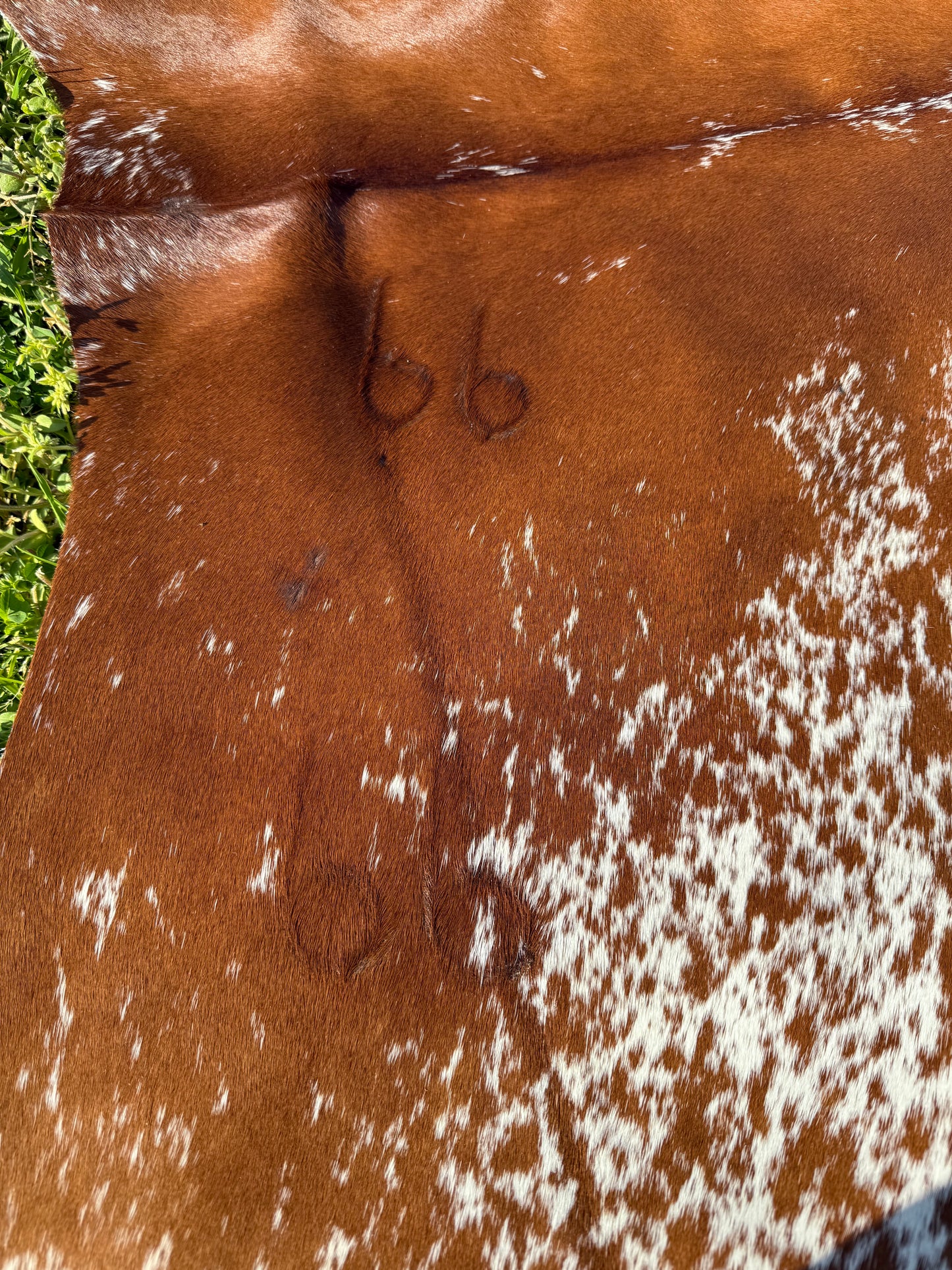 Cowhide Rug 331