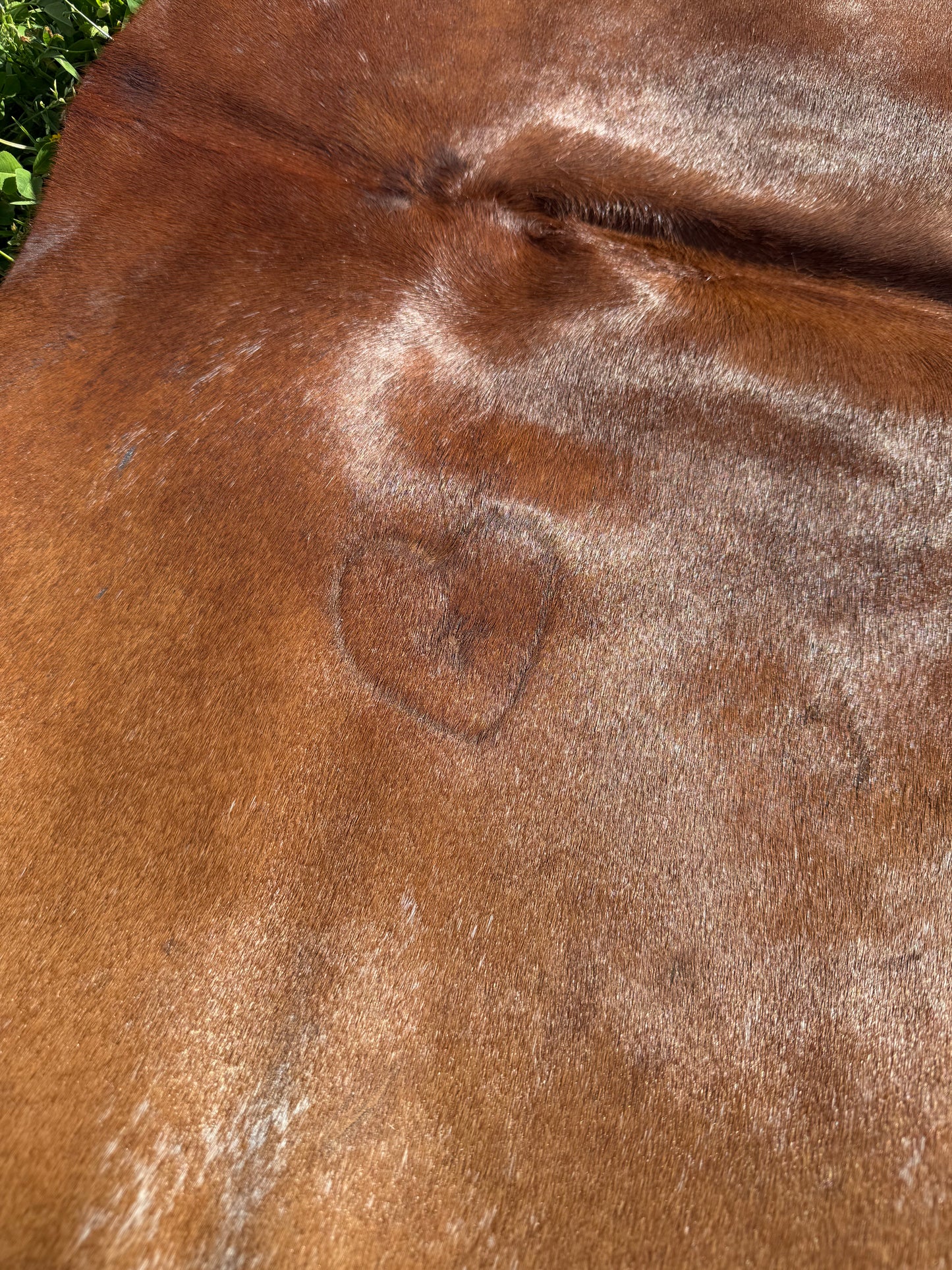Cowhide Rug 332