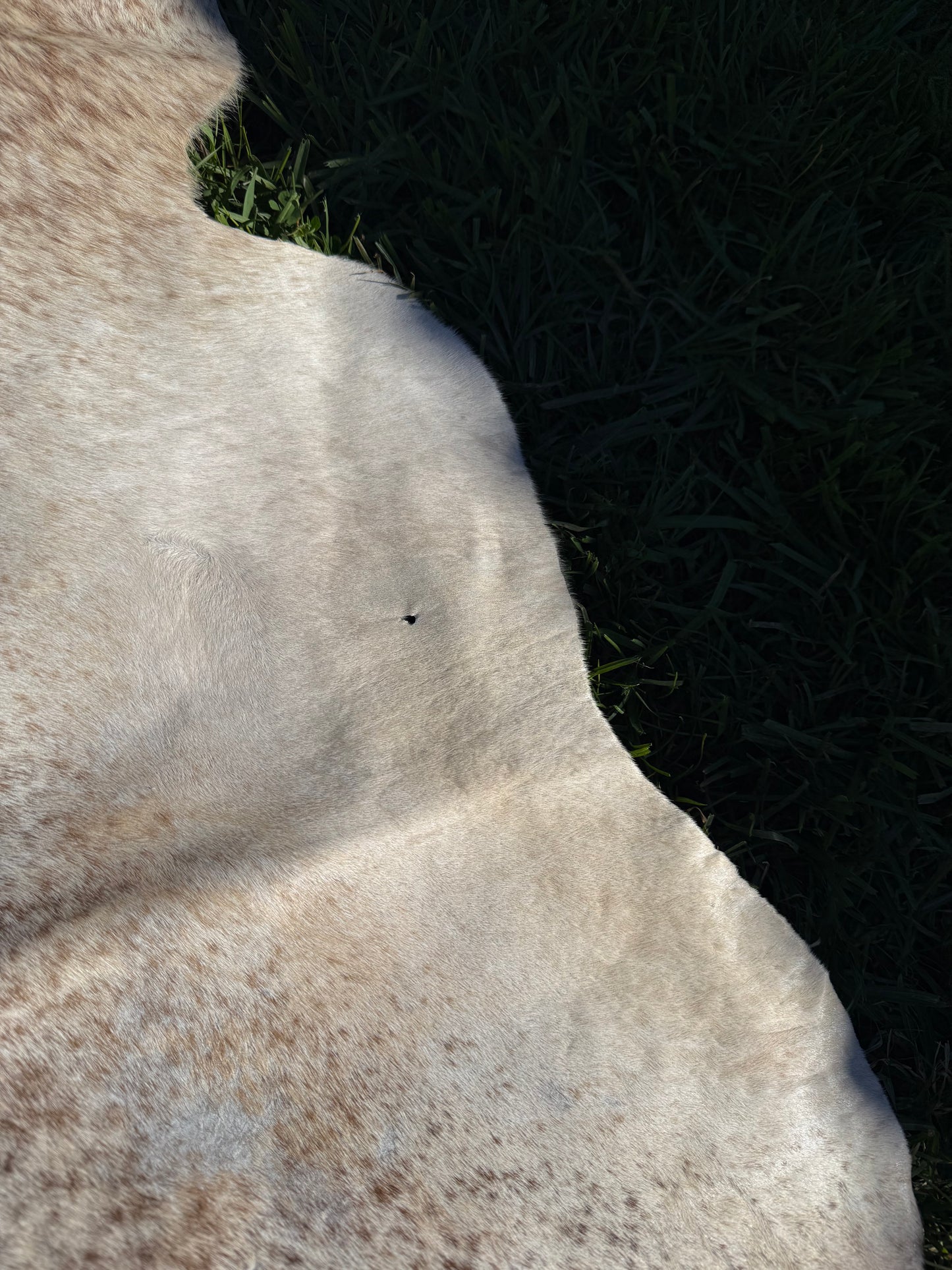 Craft hide side - 174