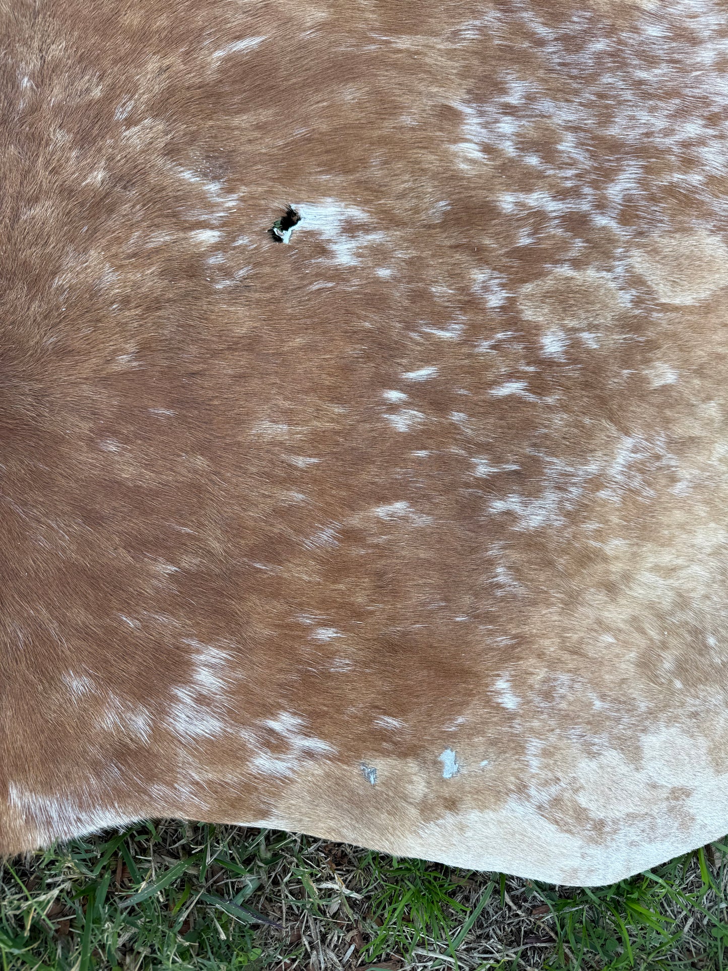 Craft hide side - 146