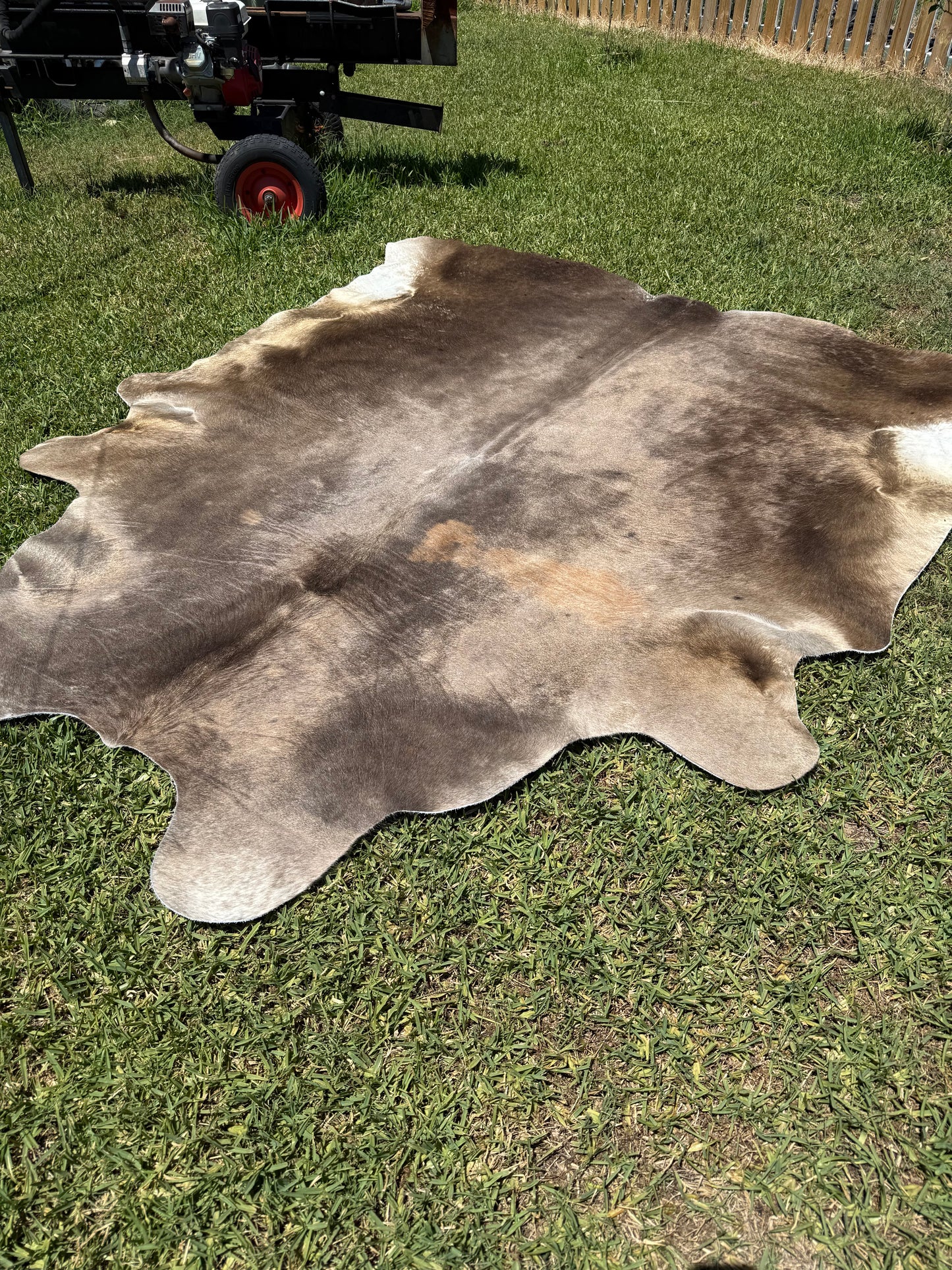 Cowhide Rug 366