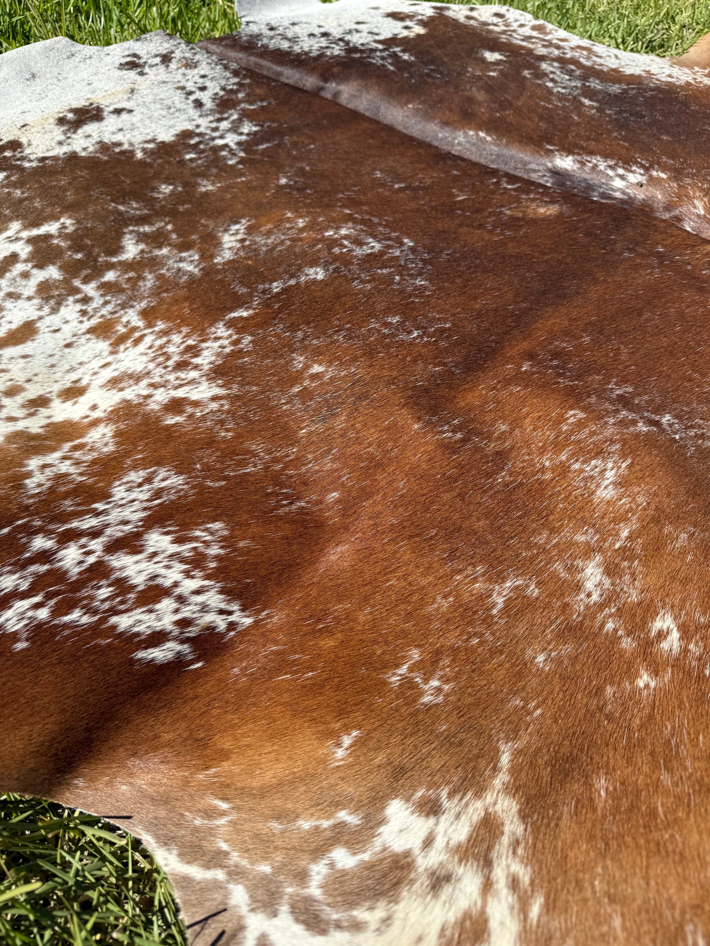 Cowhide Rug 400