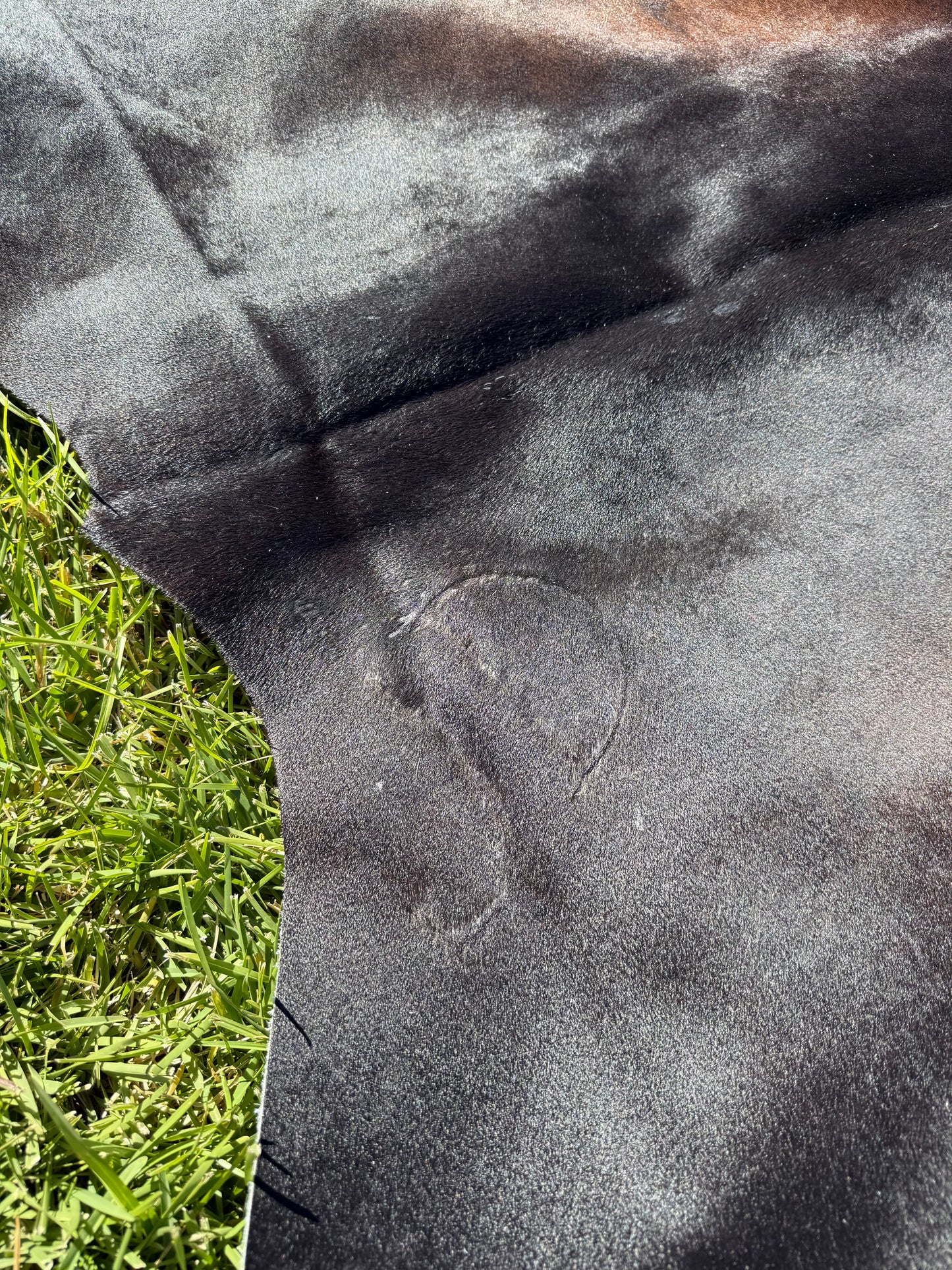 Cowhide Rug 405