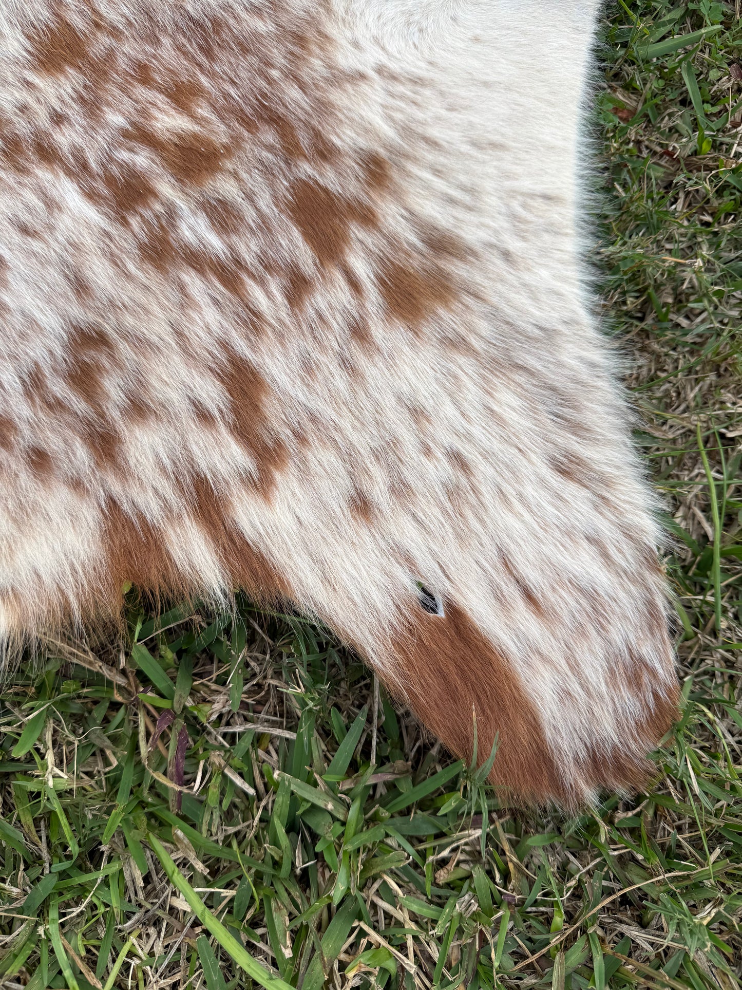 Craft hide side - 129